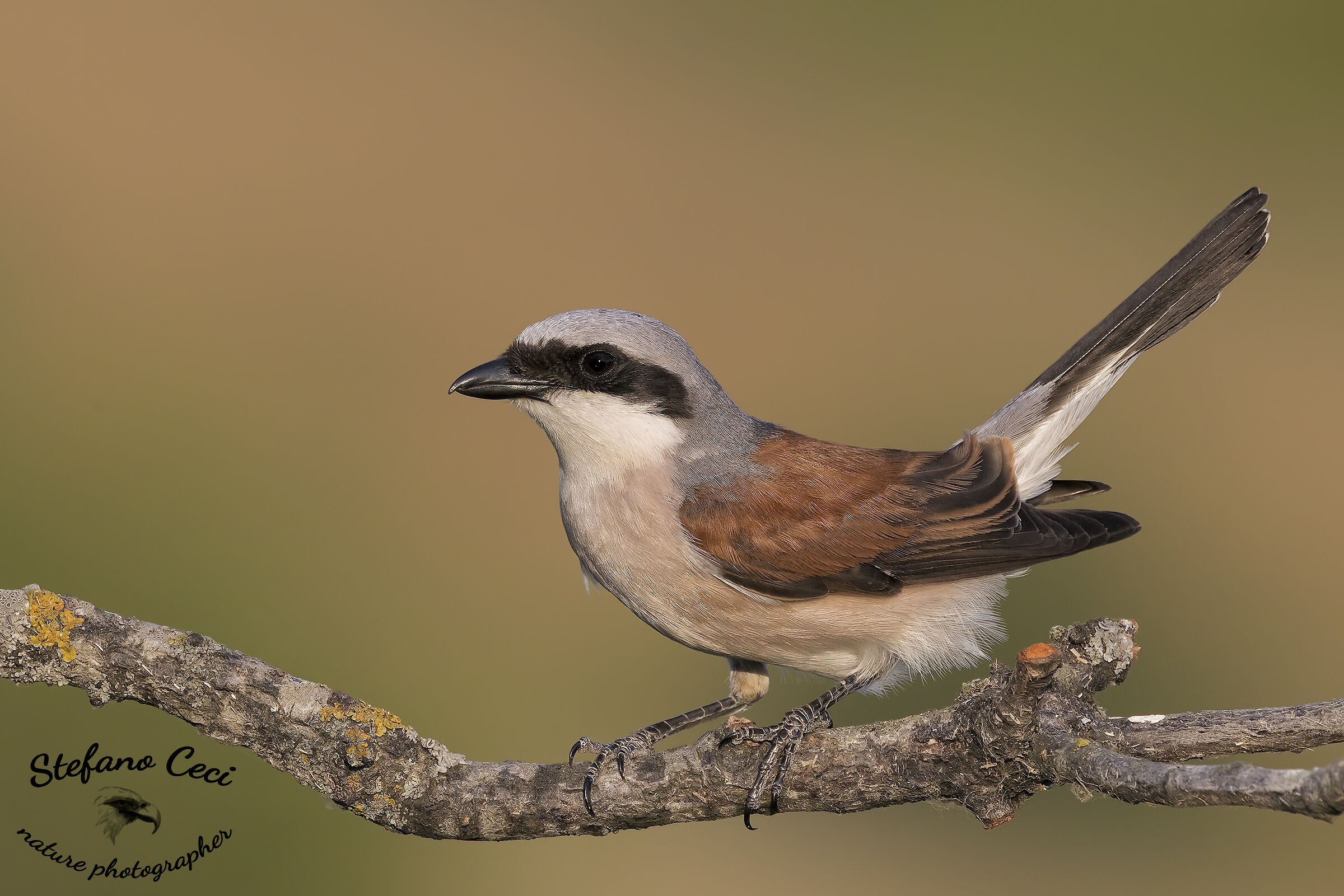 Having her little male