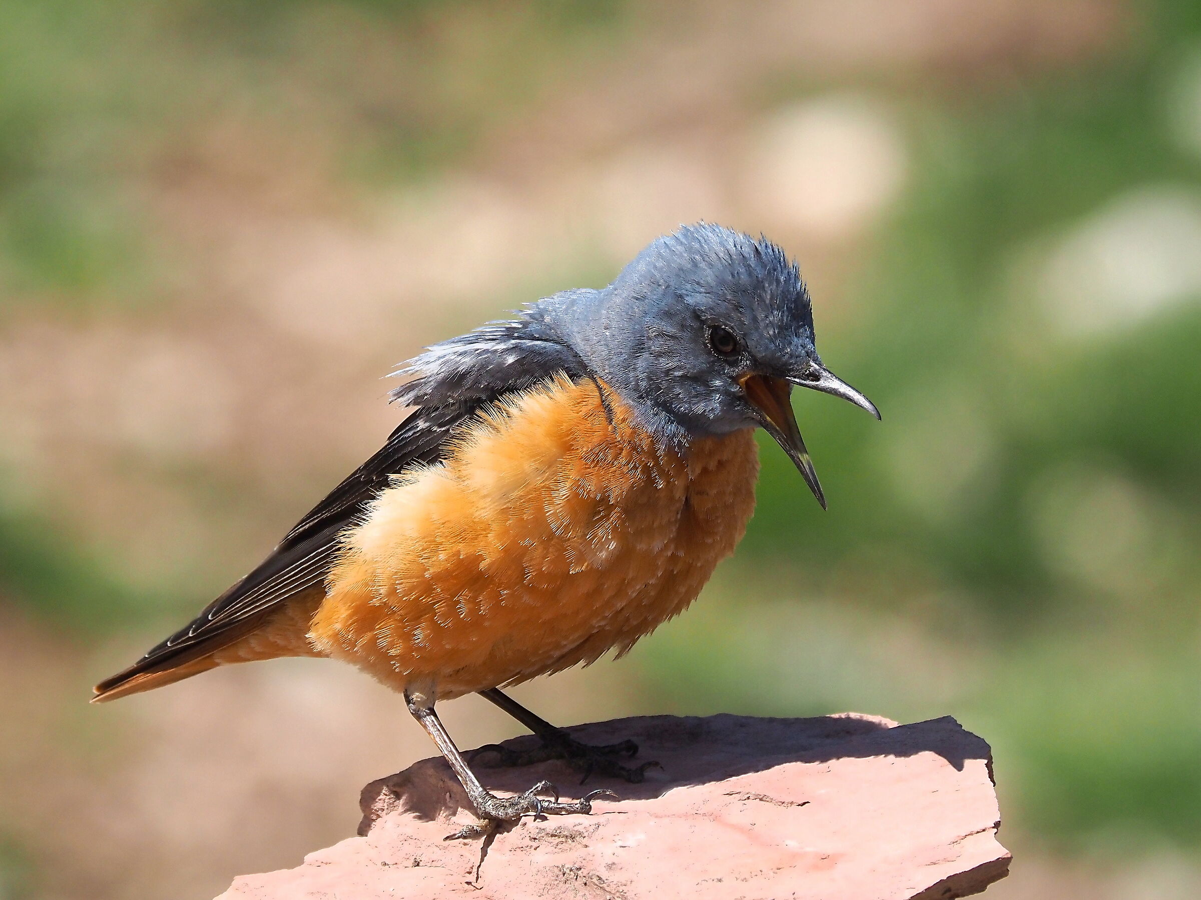 rock thrush