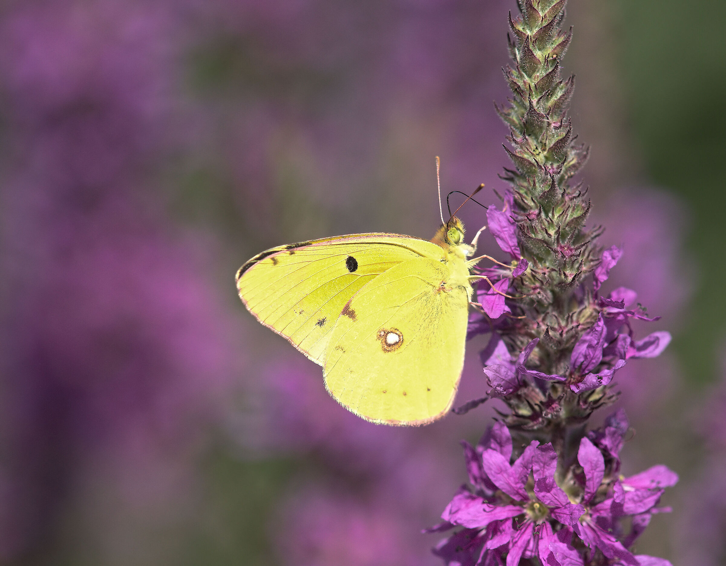 Colias crocea