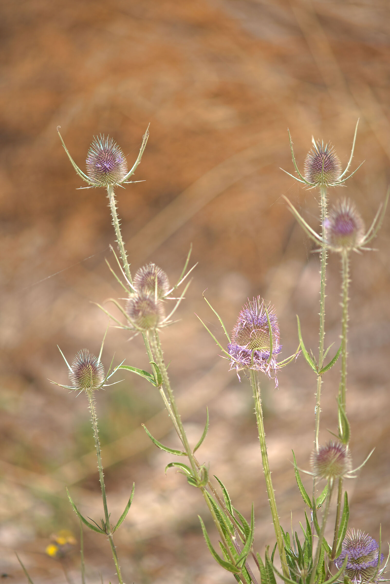 thistle