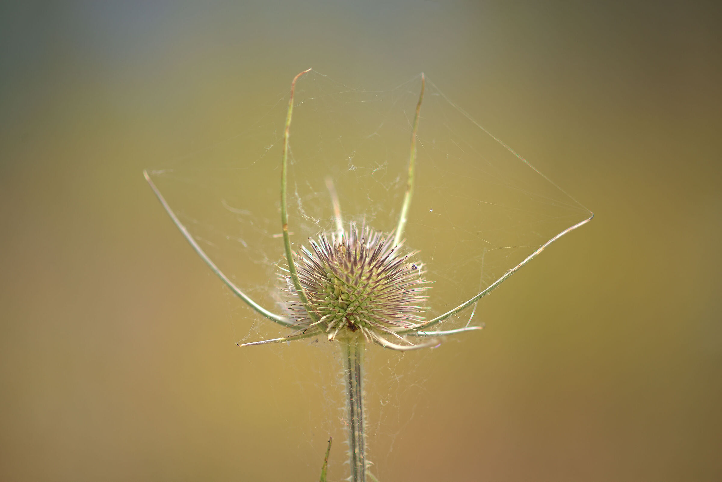 thistle