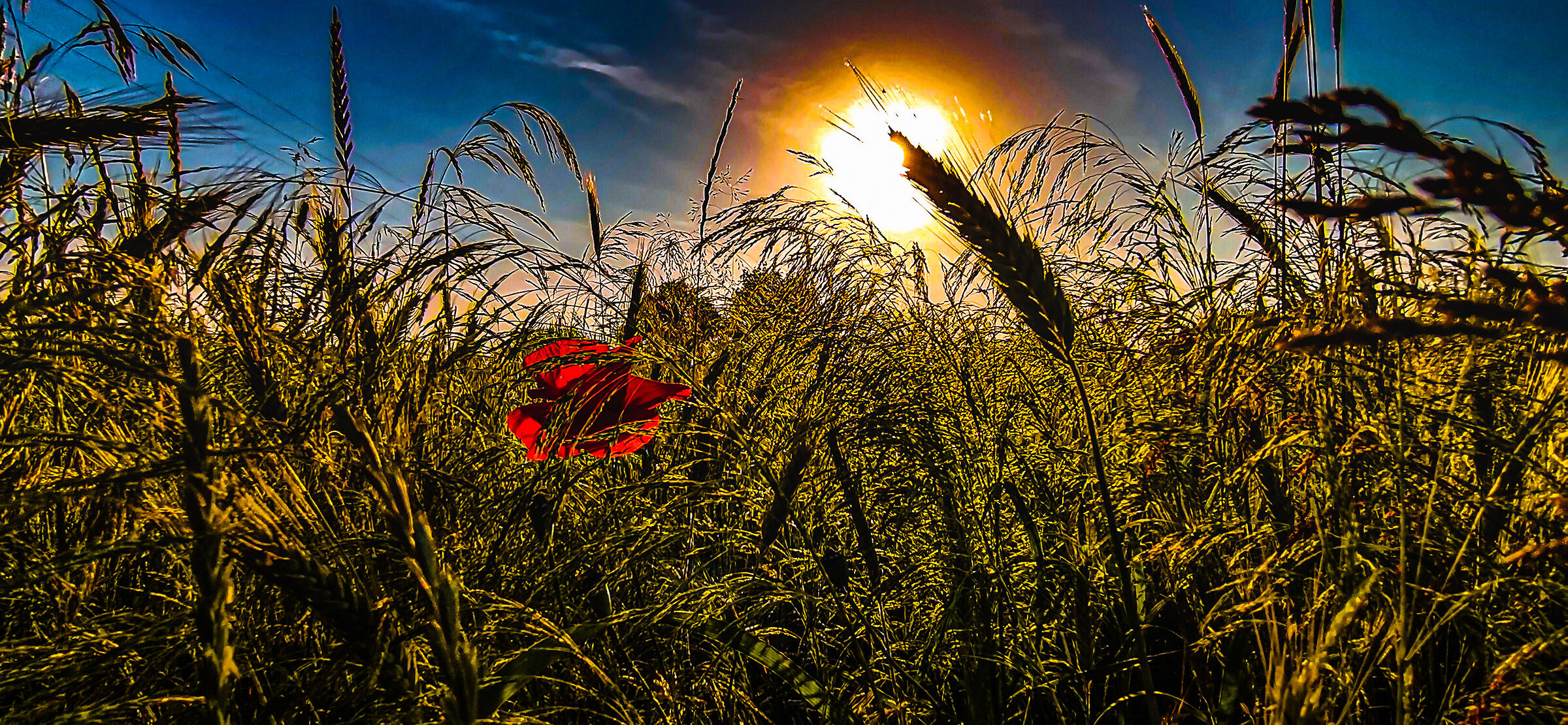 The smell of the fields