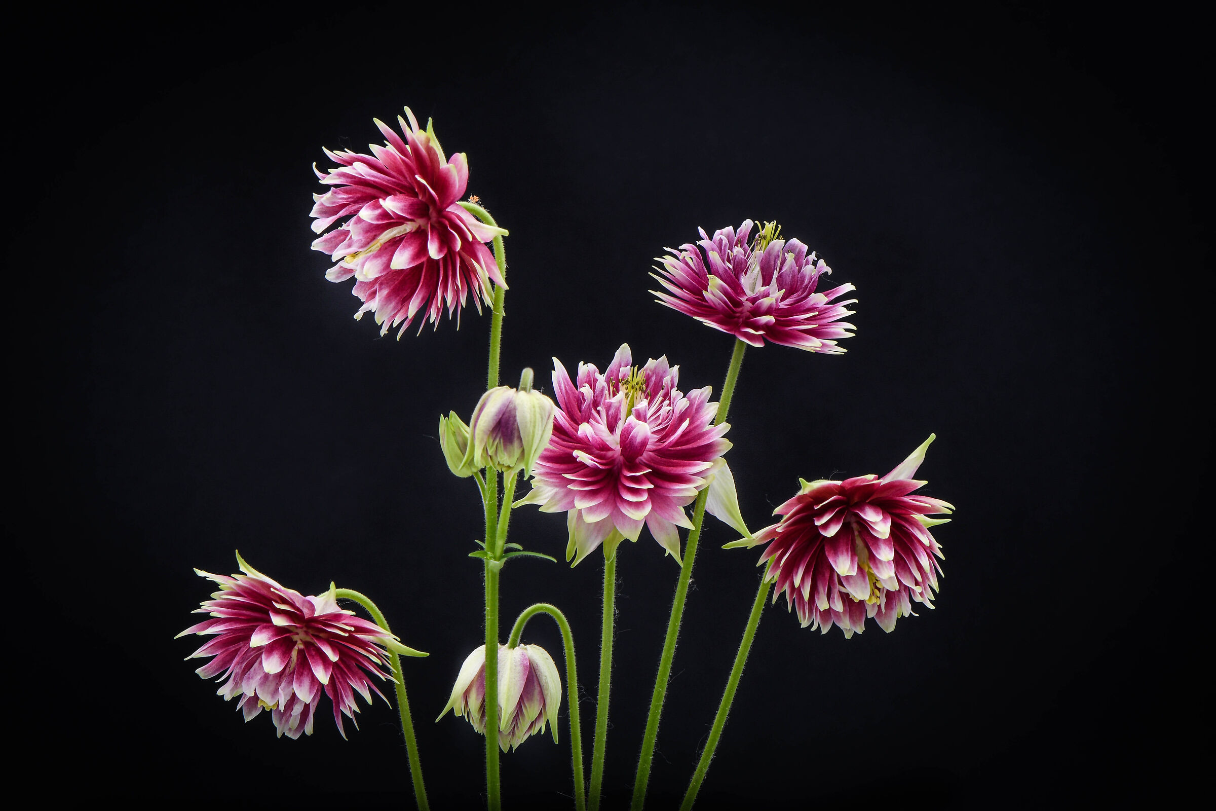 Aquilegia 'Nora Barlow'