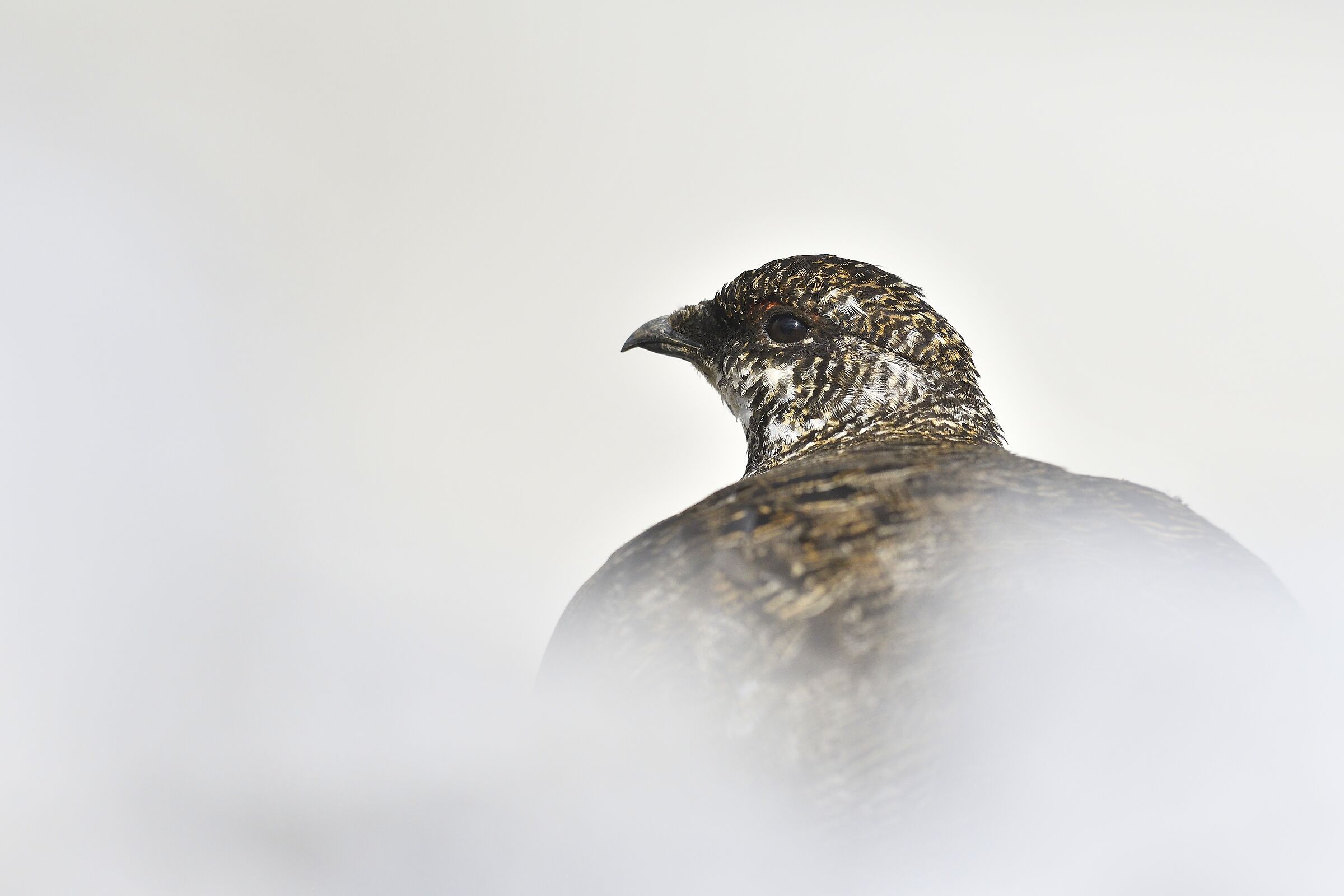ptarmigan
