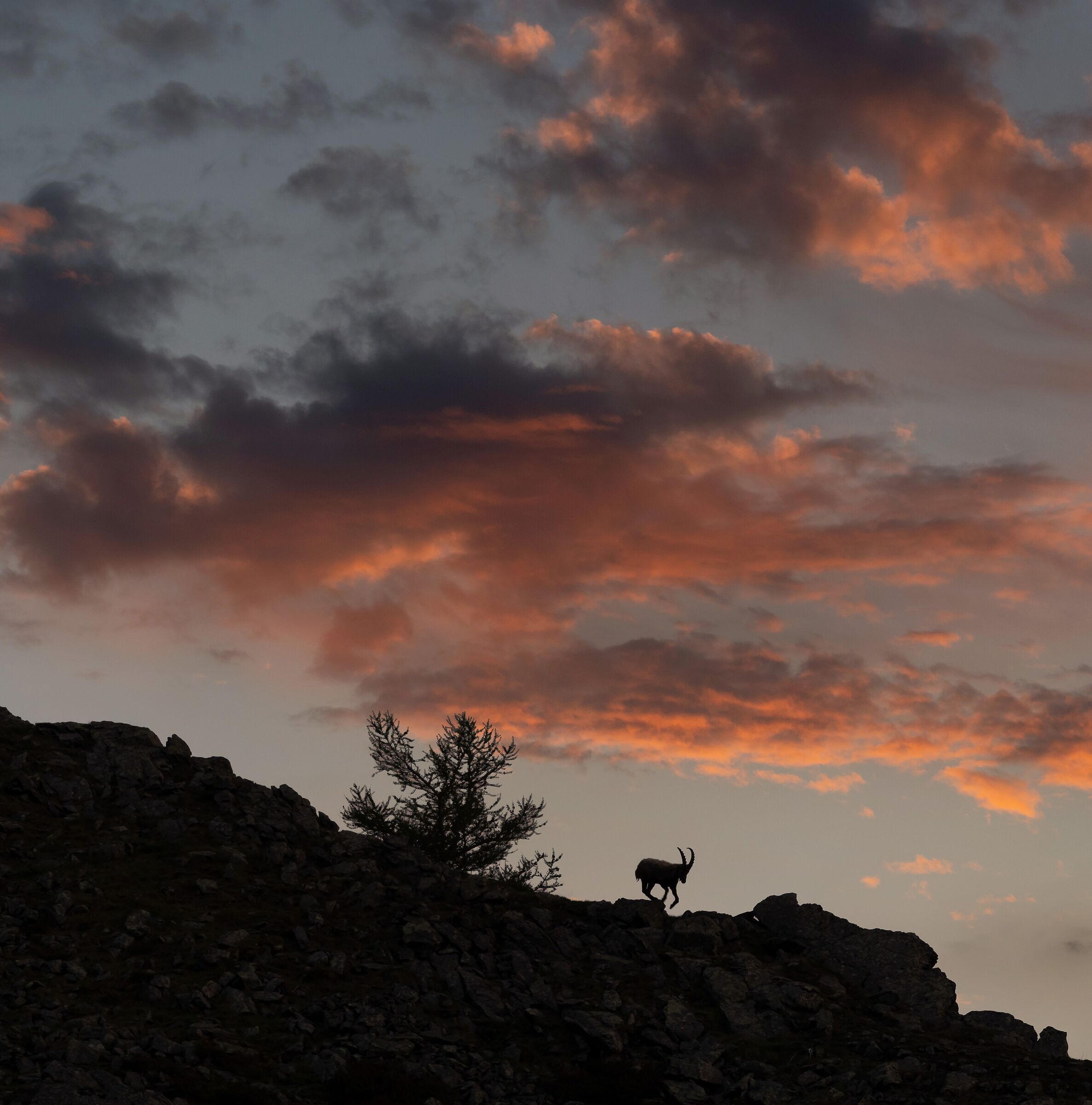 Ibex at sunset