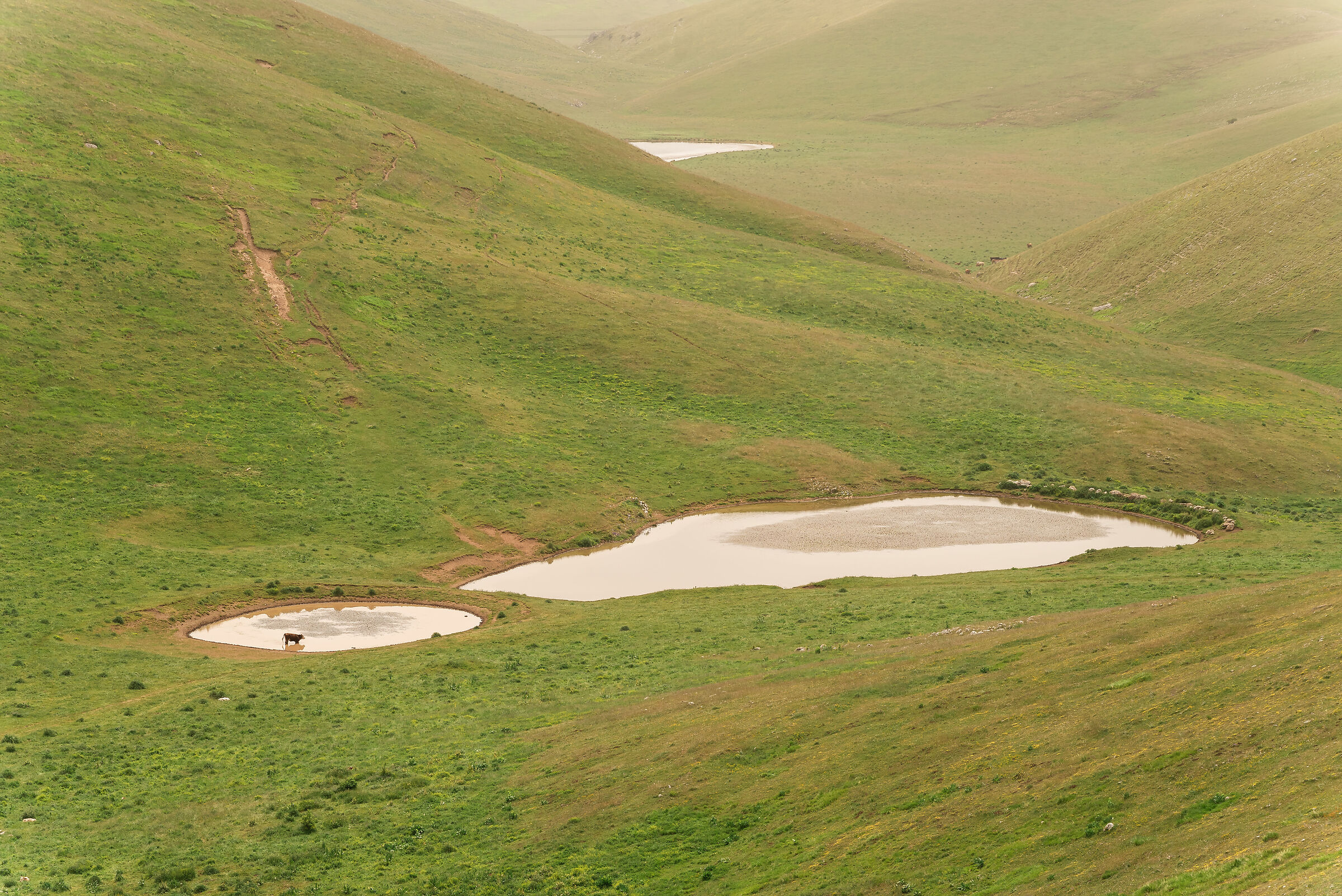 Mucca solitaria sul Gran Sasso