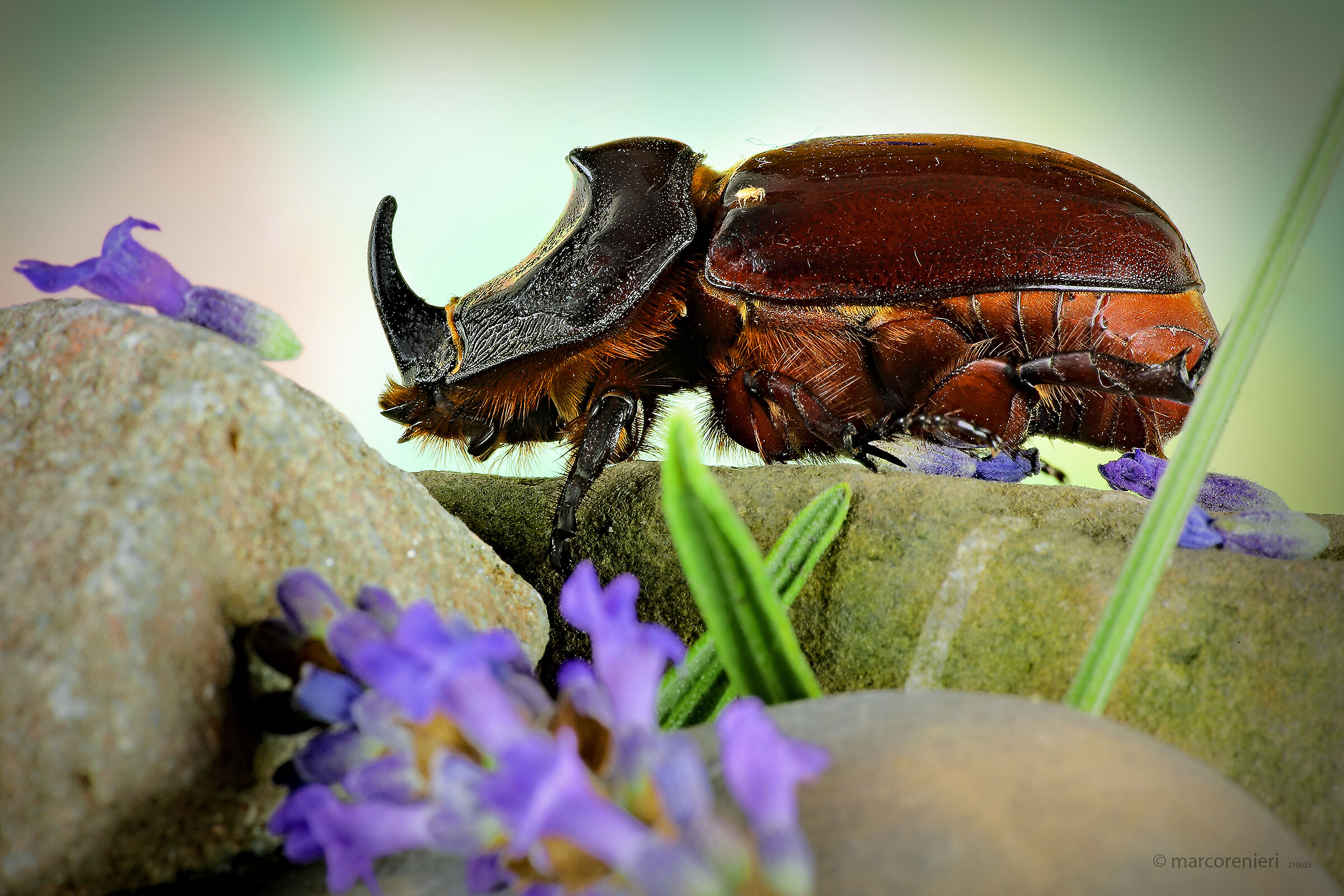 Rhinoceros beetle