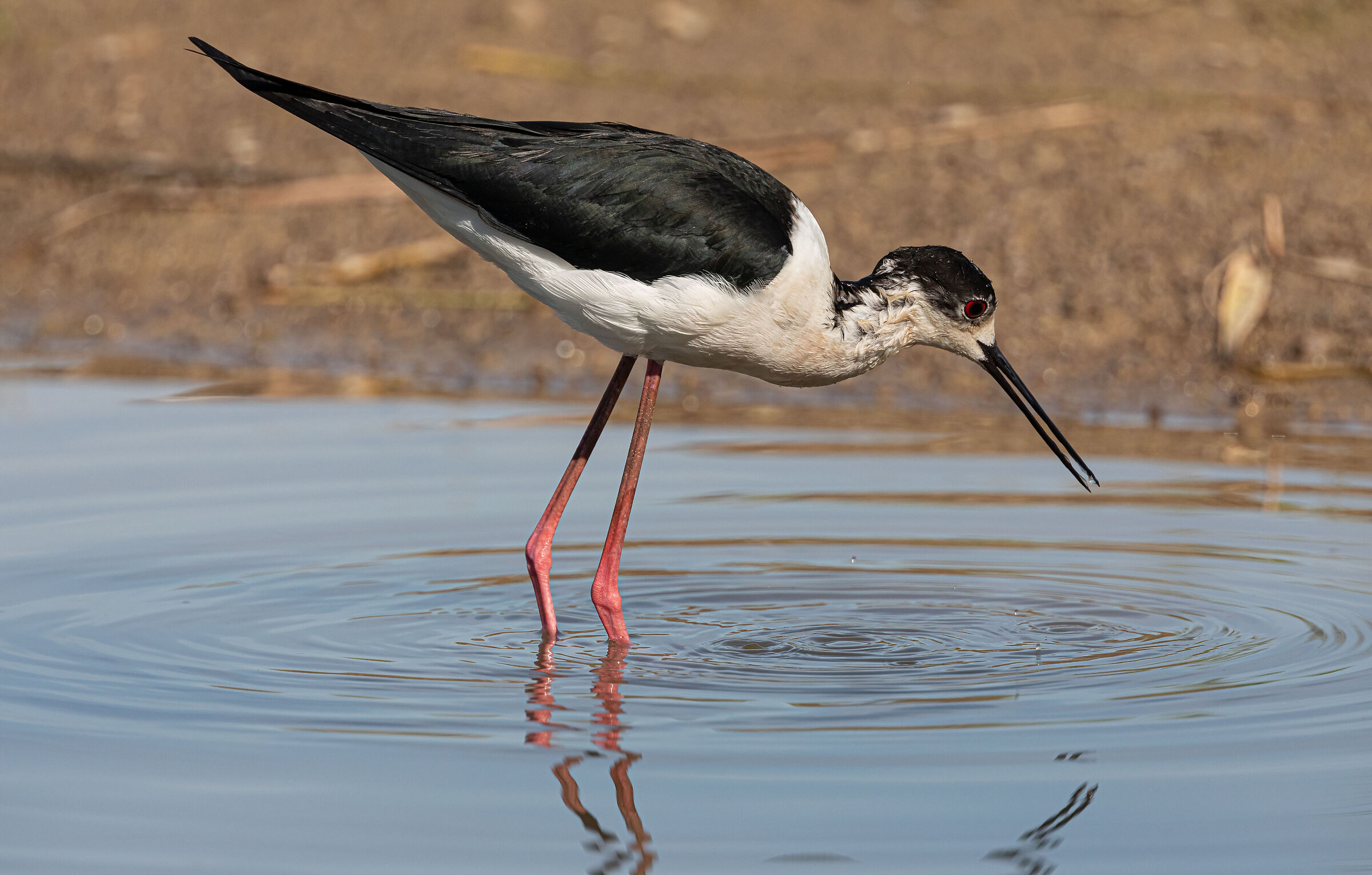 Ritratto di cavaliere