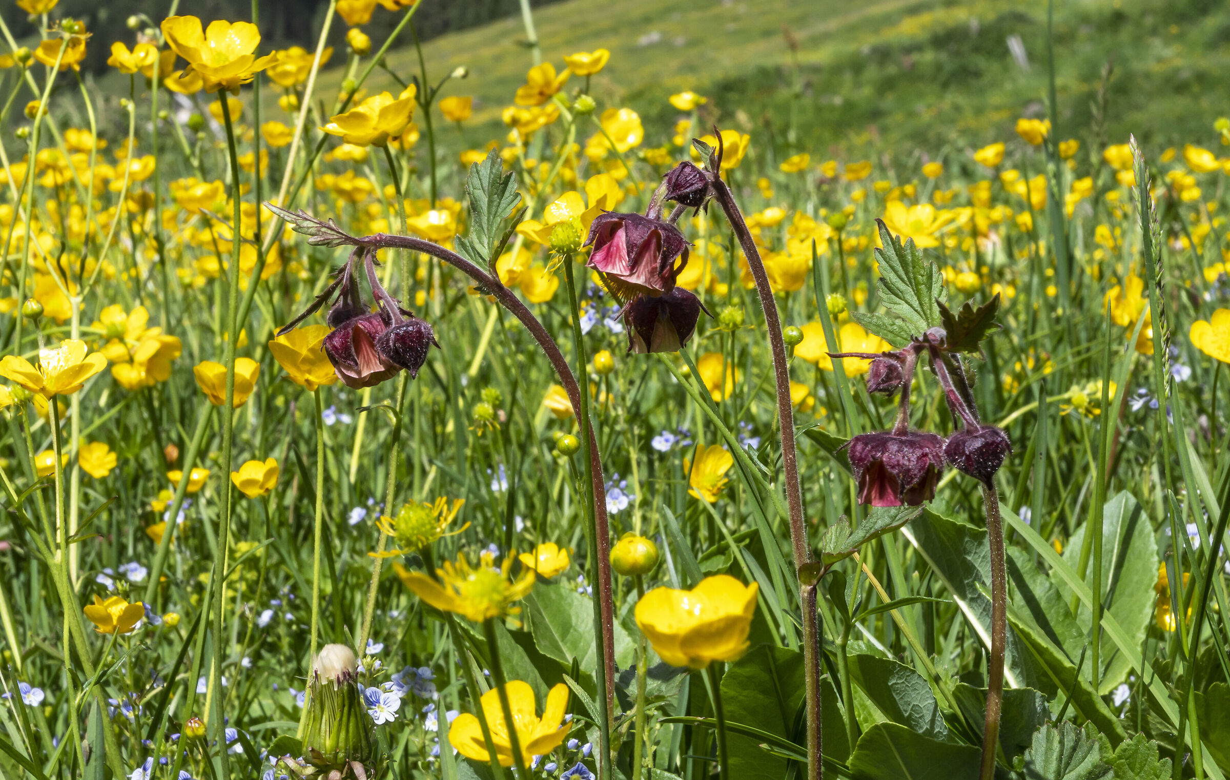 Geum rivale L - Cariofillata dei rivi.