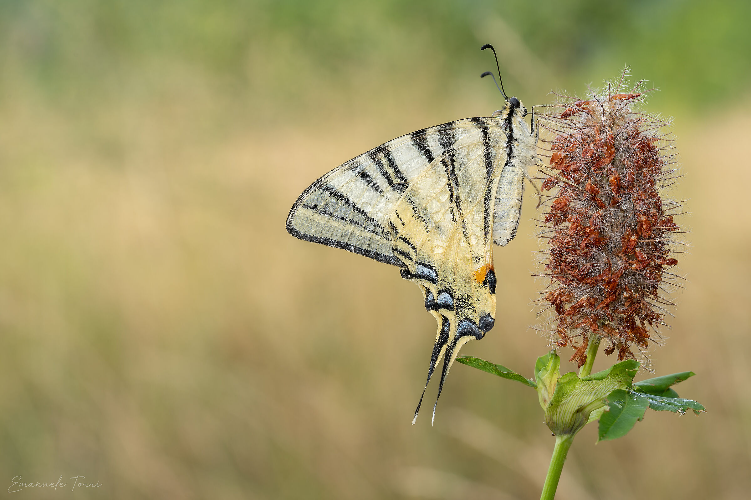scarce swallowtail