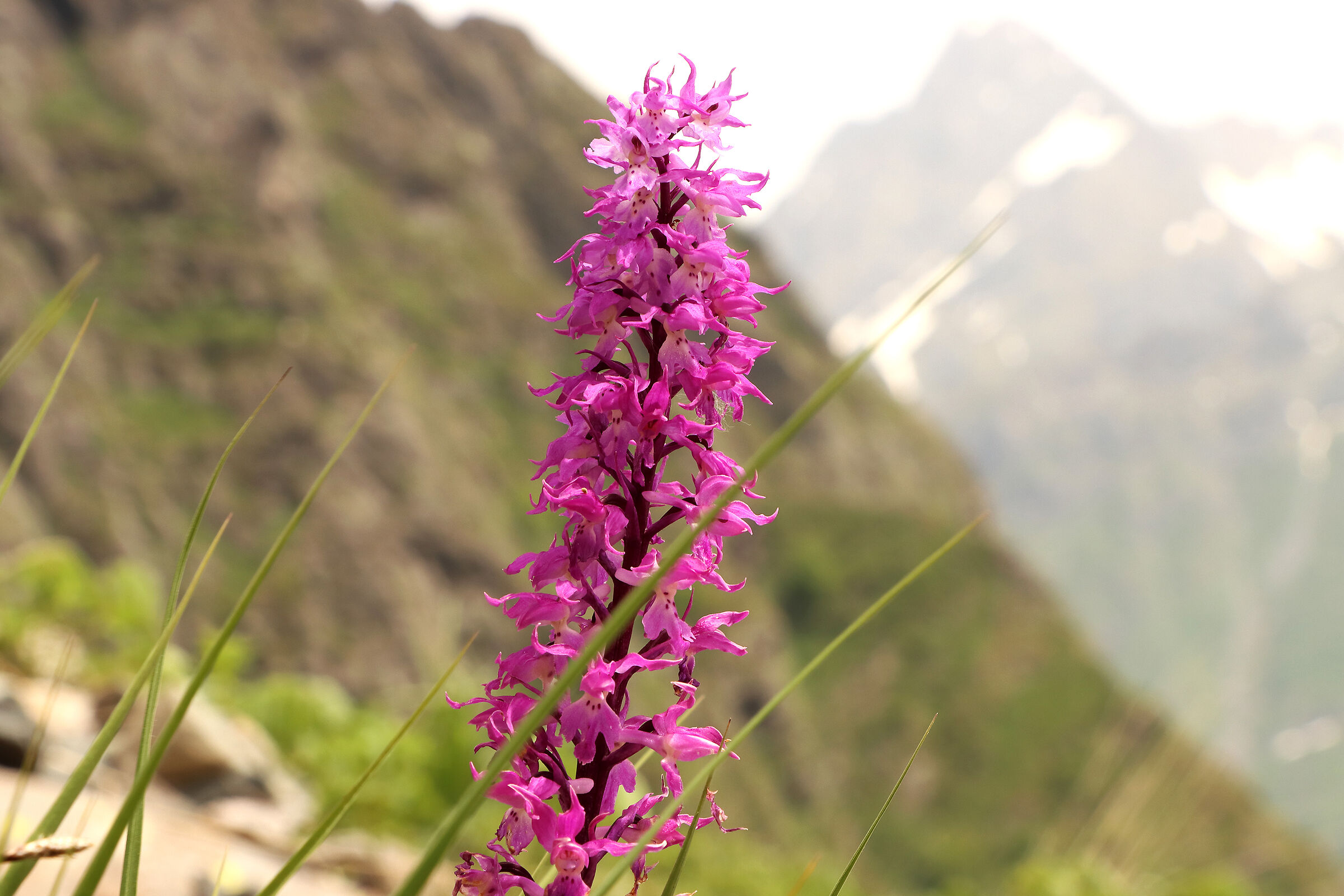 orchidea spontanea - al Coca