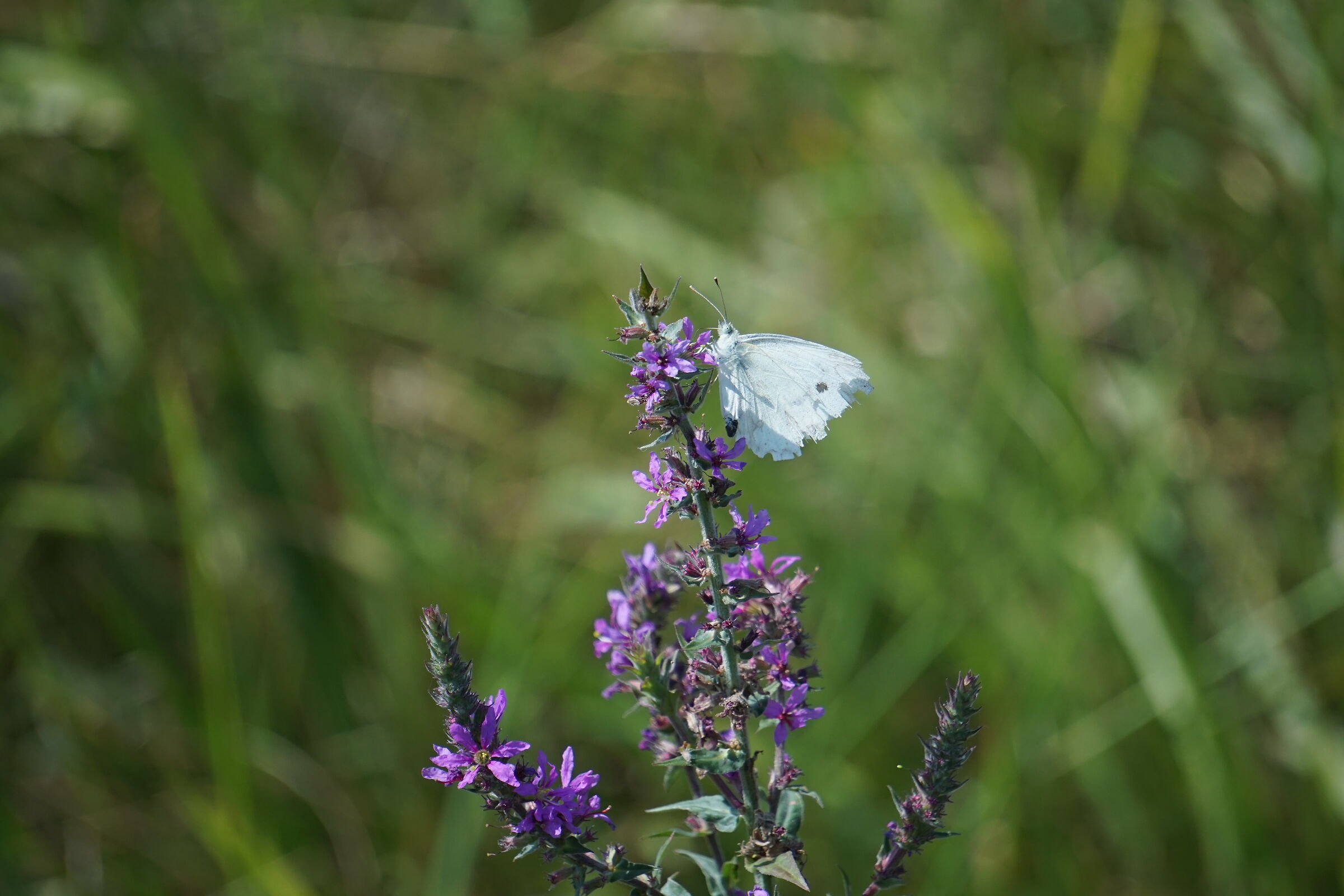 White butterfly