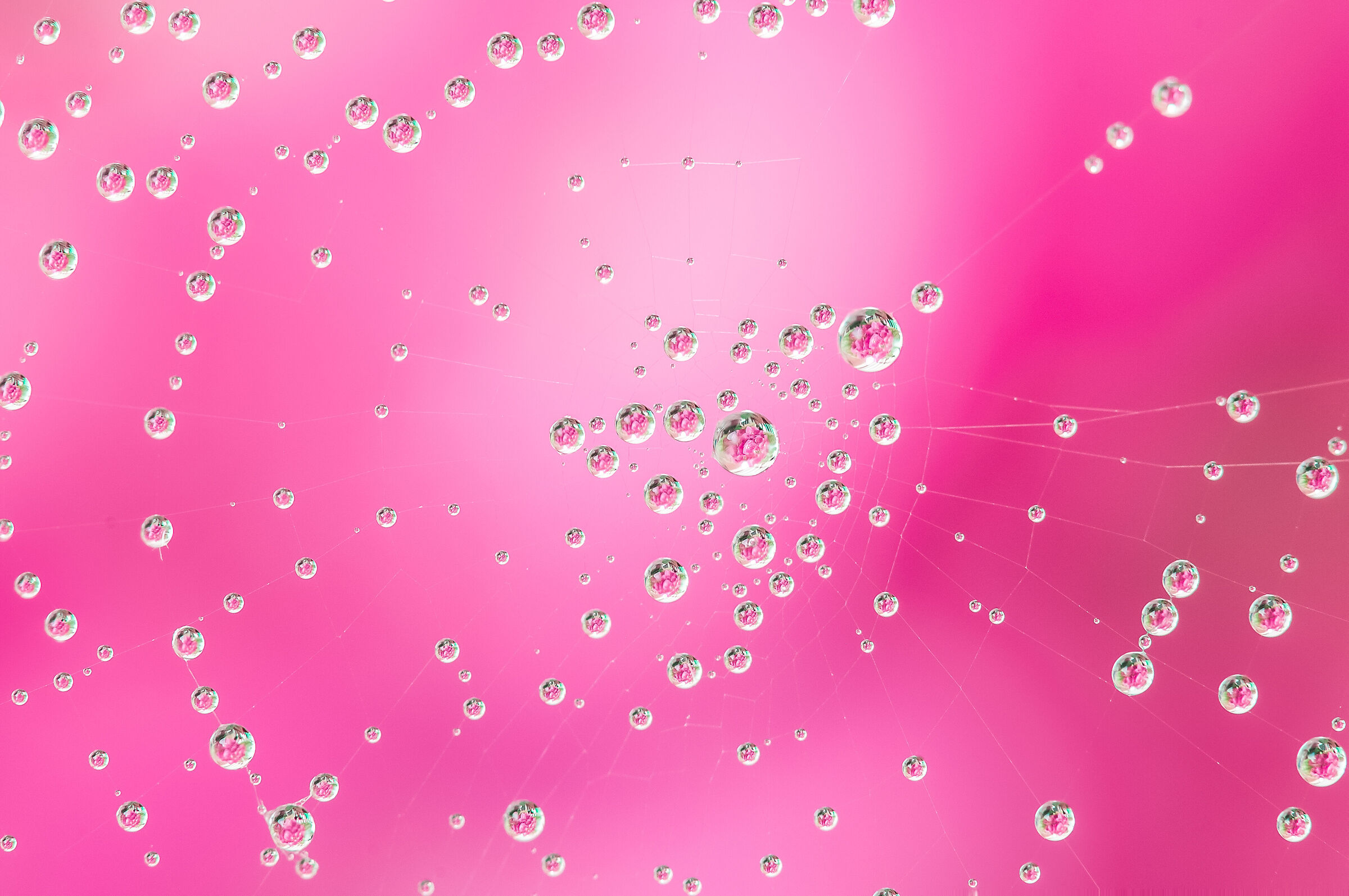 Drops & Flowers Drops Flowers Reflections Mario Jr Nicorelli