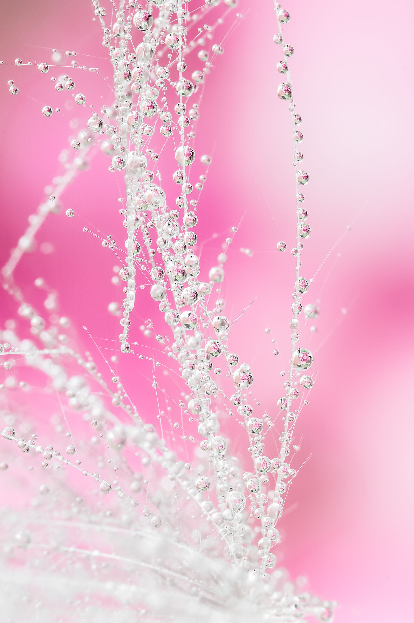 Drops & Flowers Drops Flowers Reflections Mario Jr Nicorelli