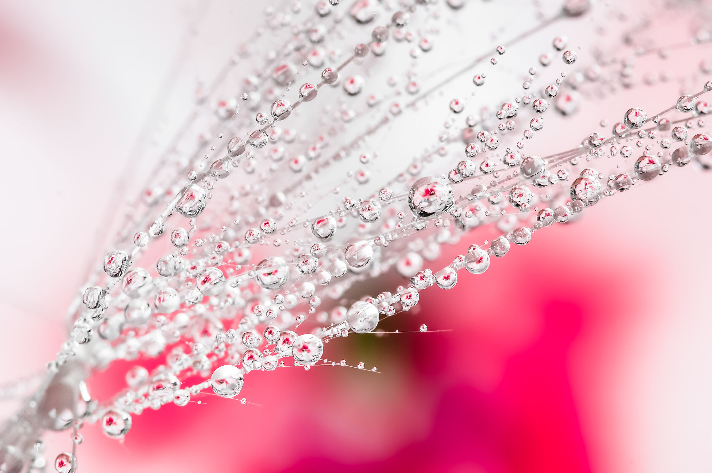 Drops & Flowers Drops Flowers Reflections Mario Jr Nicorelli