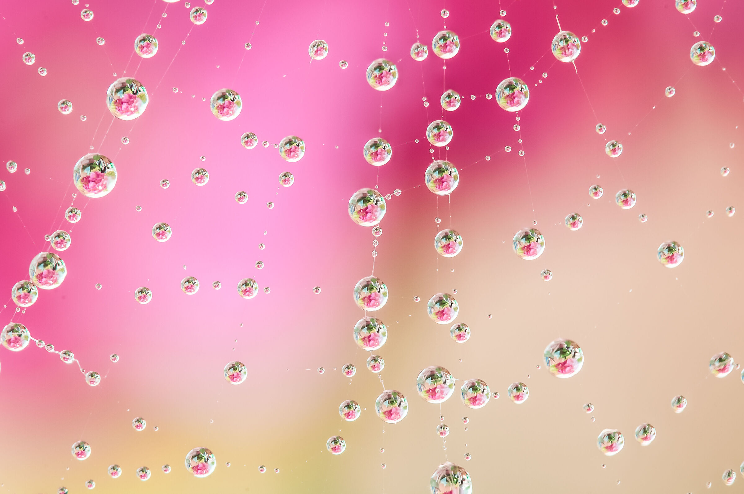Drops & Flowers Drops Flowers Reflections Mario Jr Nicorelli