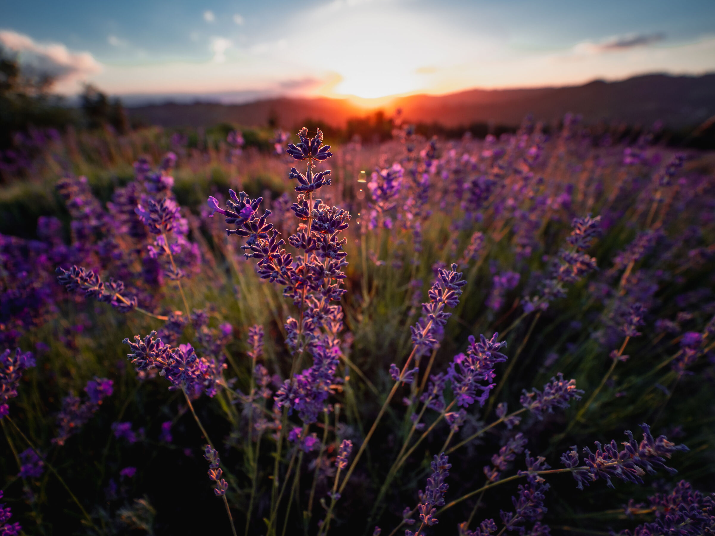 Lavender at sunset