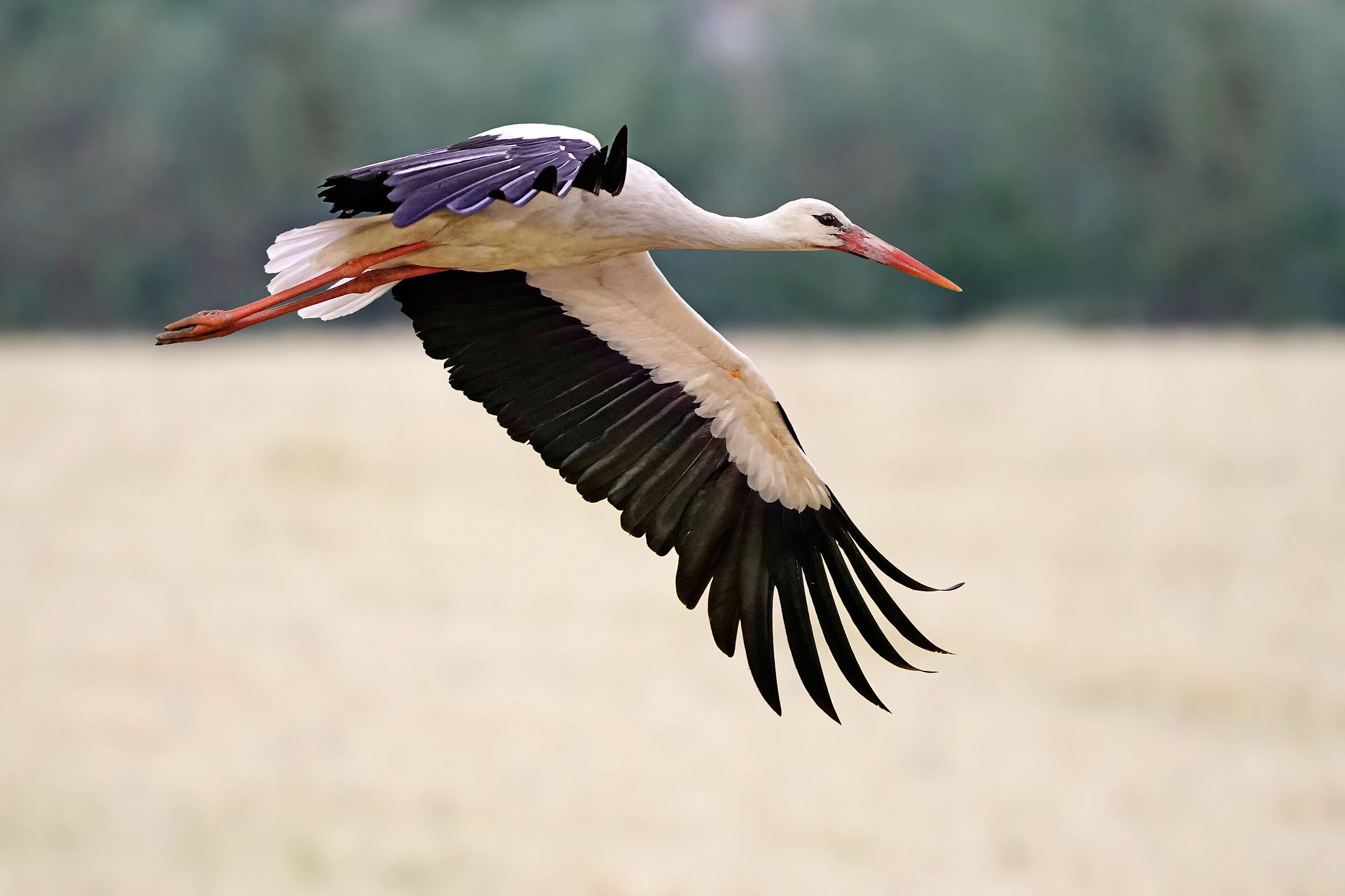 Stork and wheat