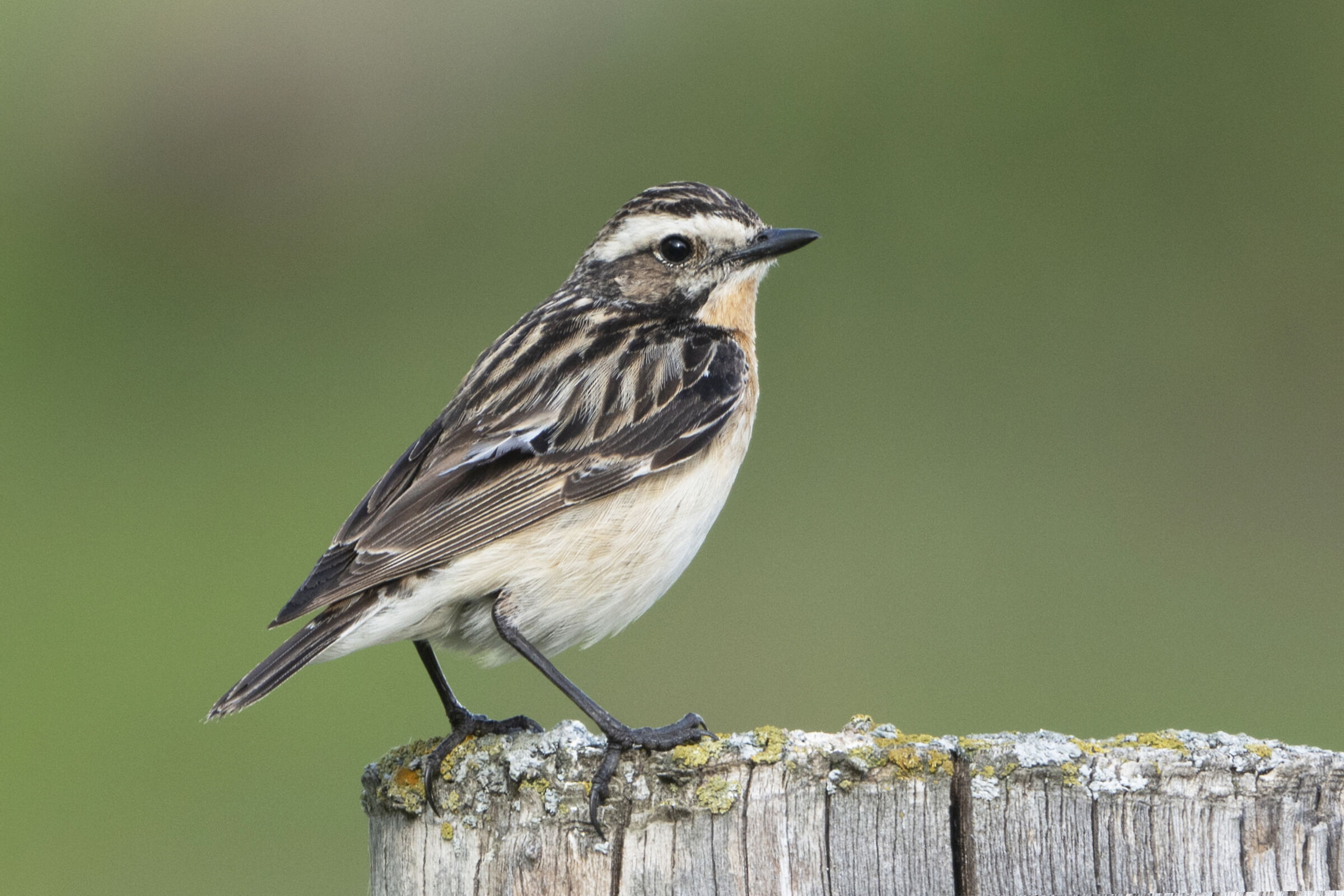 whinchat