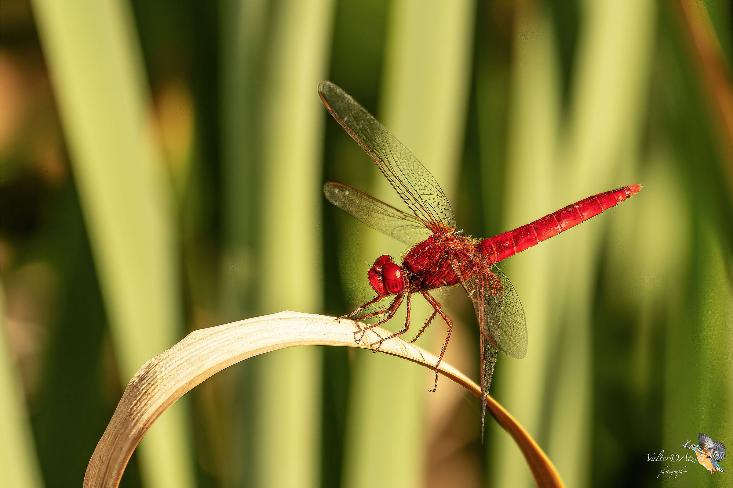 Libellula rossa