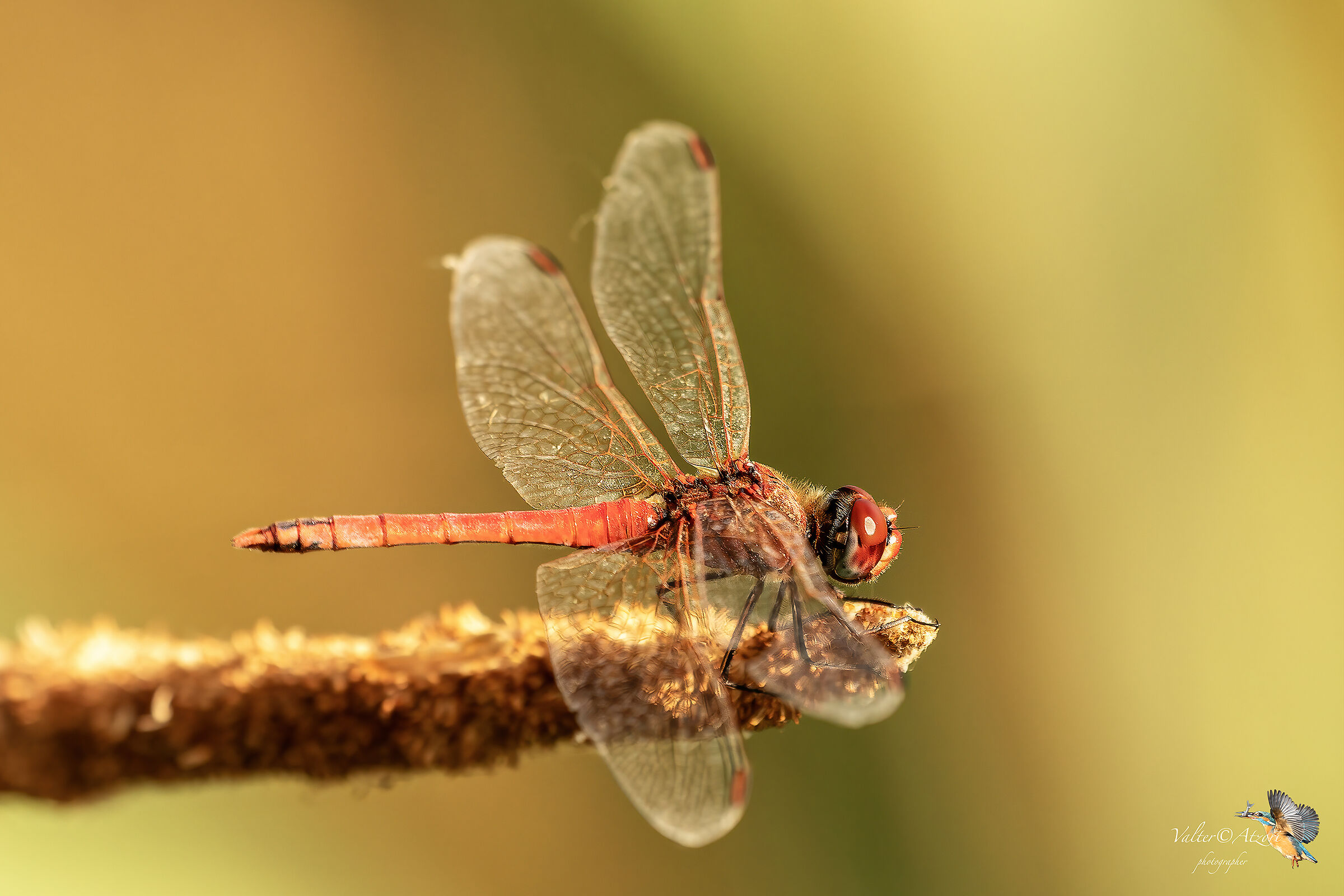 Libellula rossa