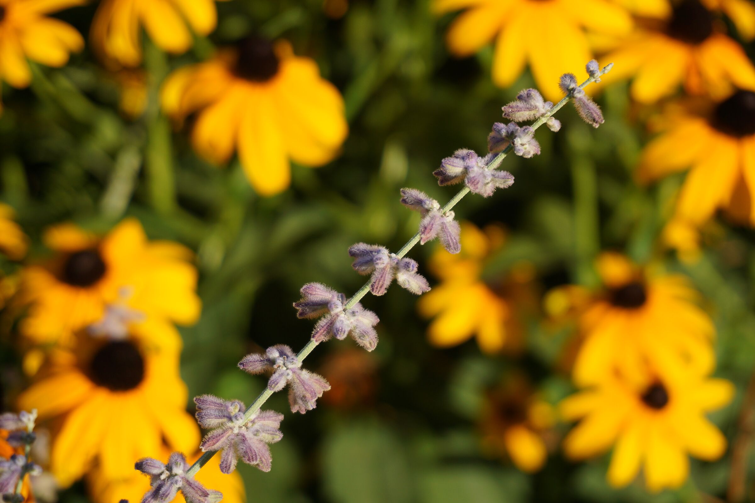 Fiori nel pomeriggio