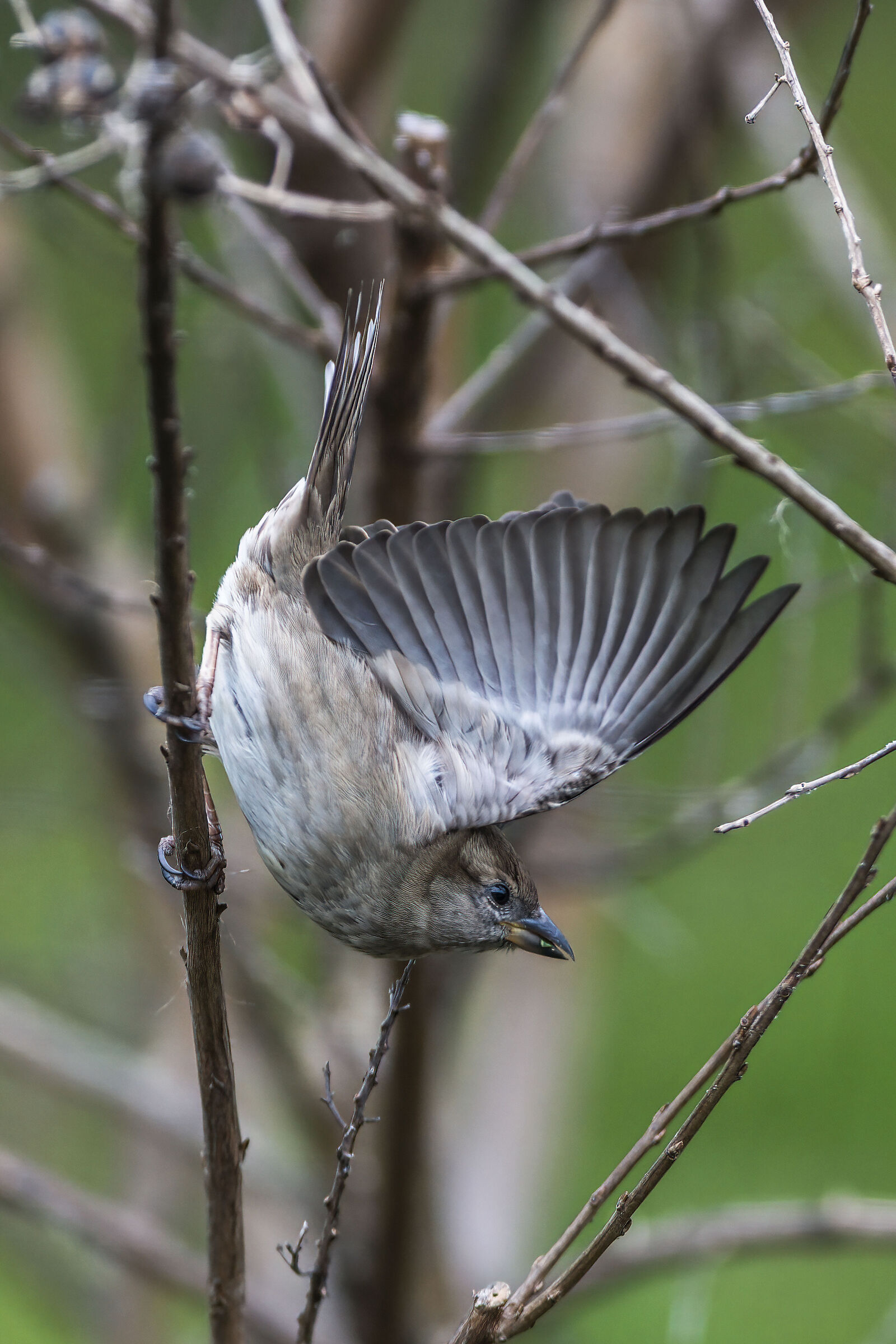 Ready to take flight