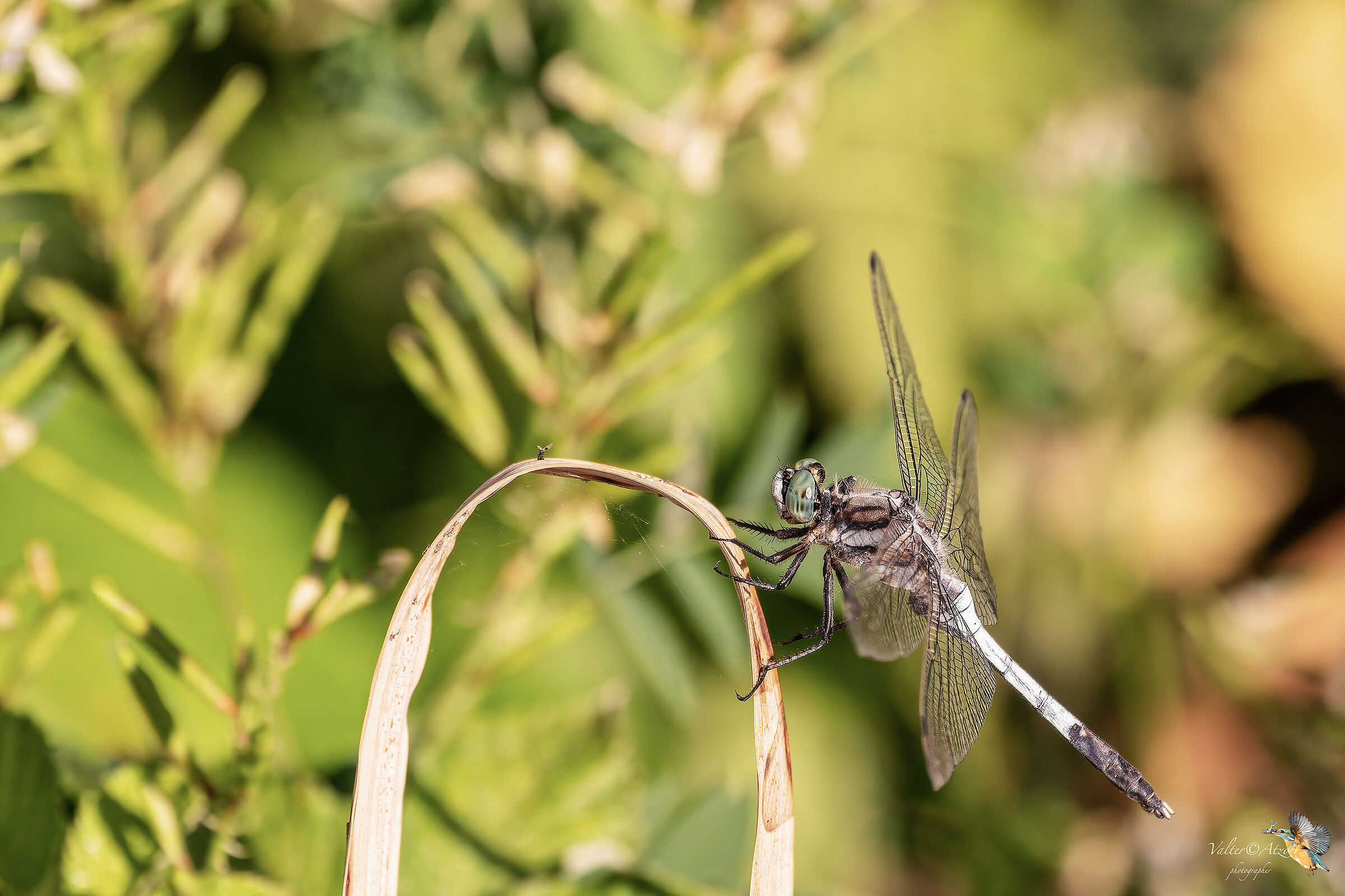 Libellula