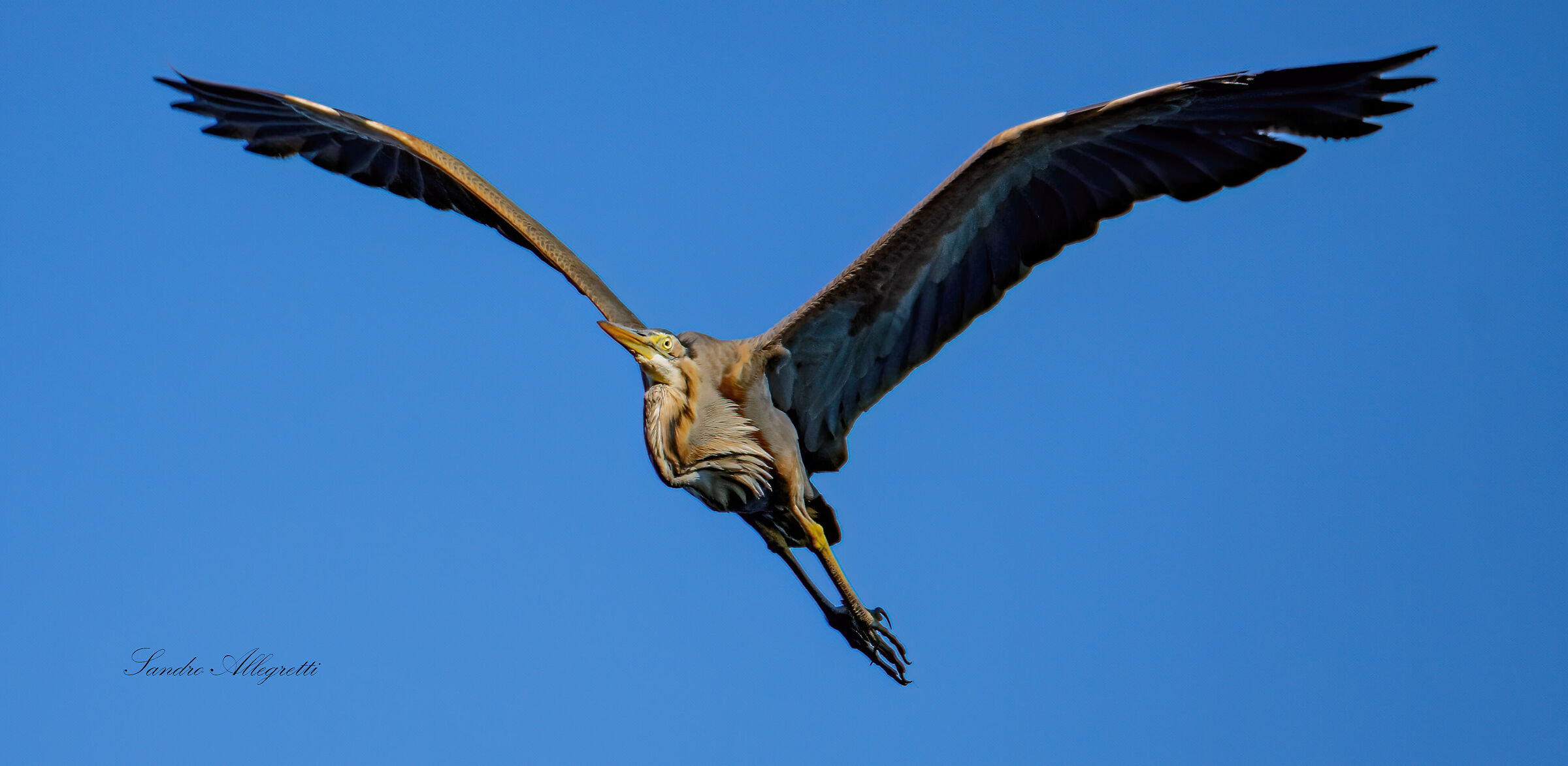 The Red Heron (Ardea purpurea)