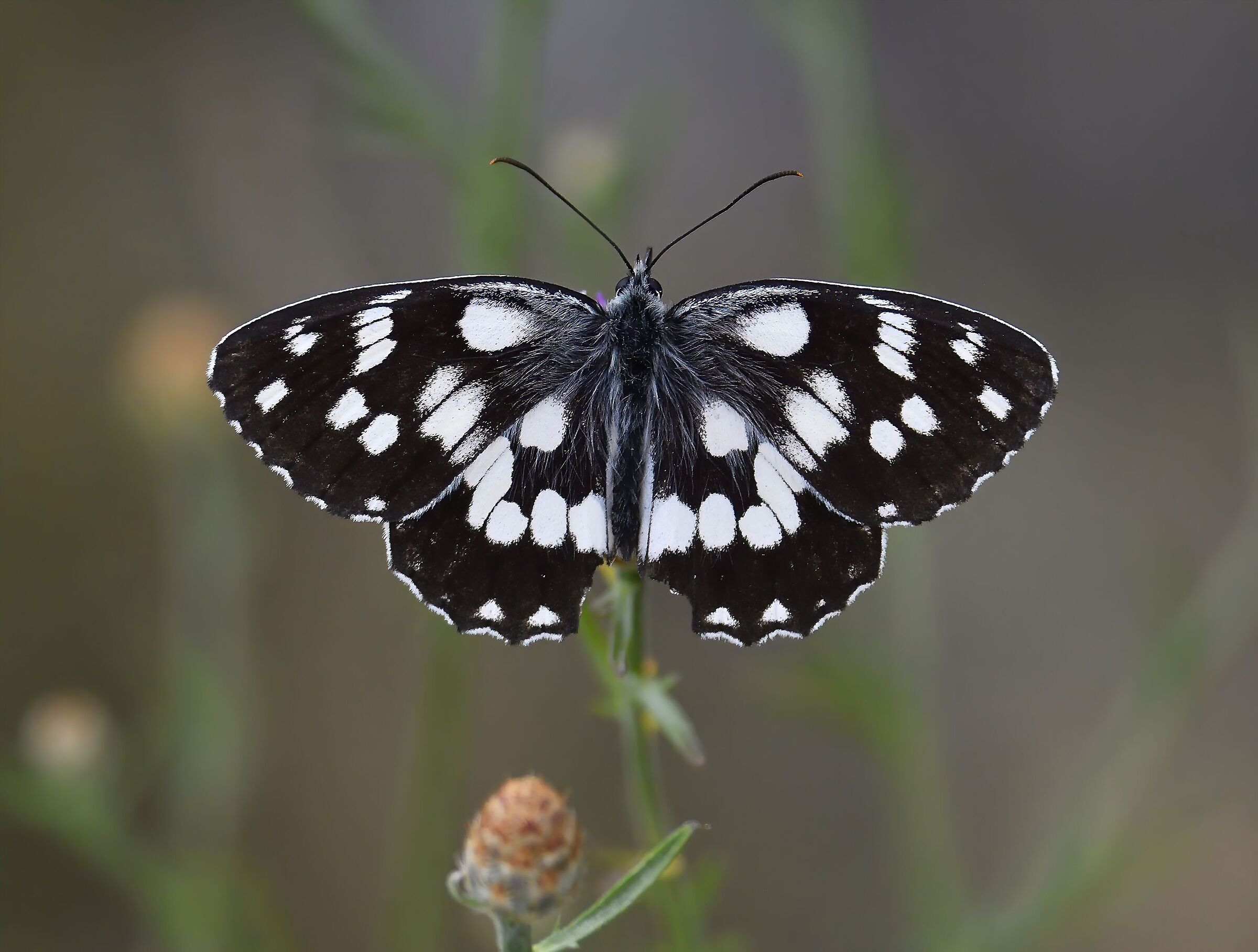 Melanargia galathea