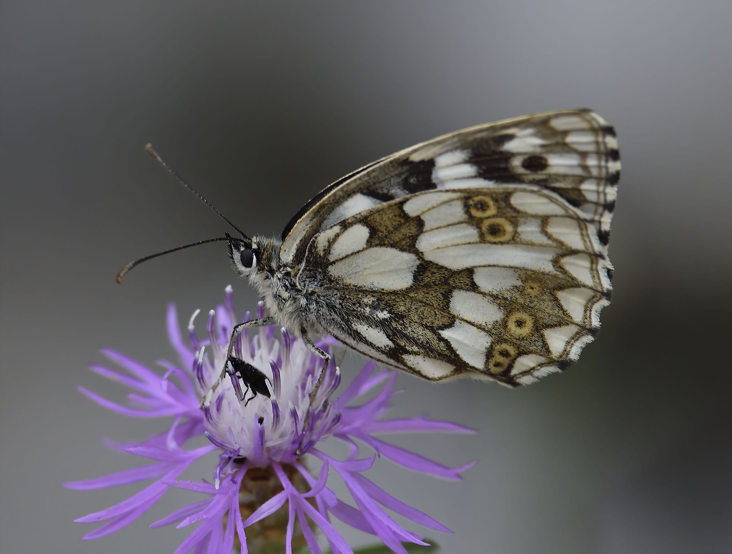 Melanargia galathea (female)