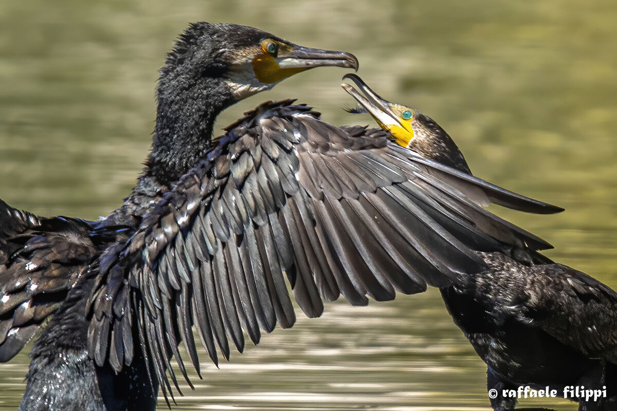 Corteggiamento tra Cormorani