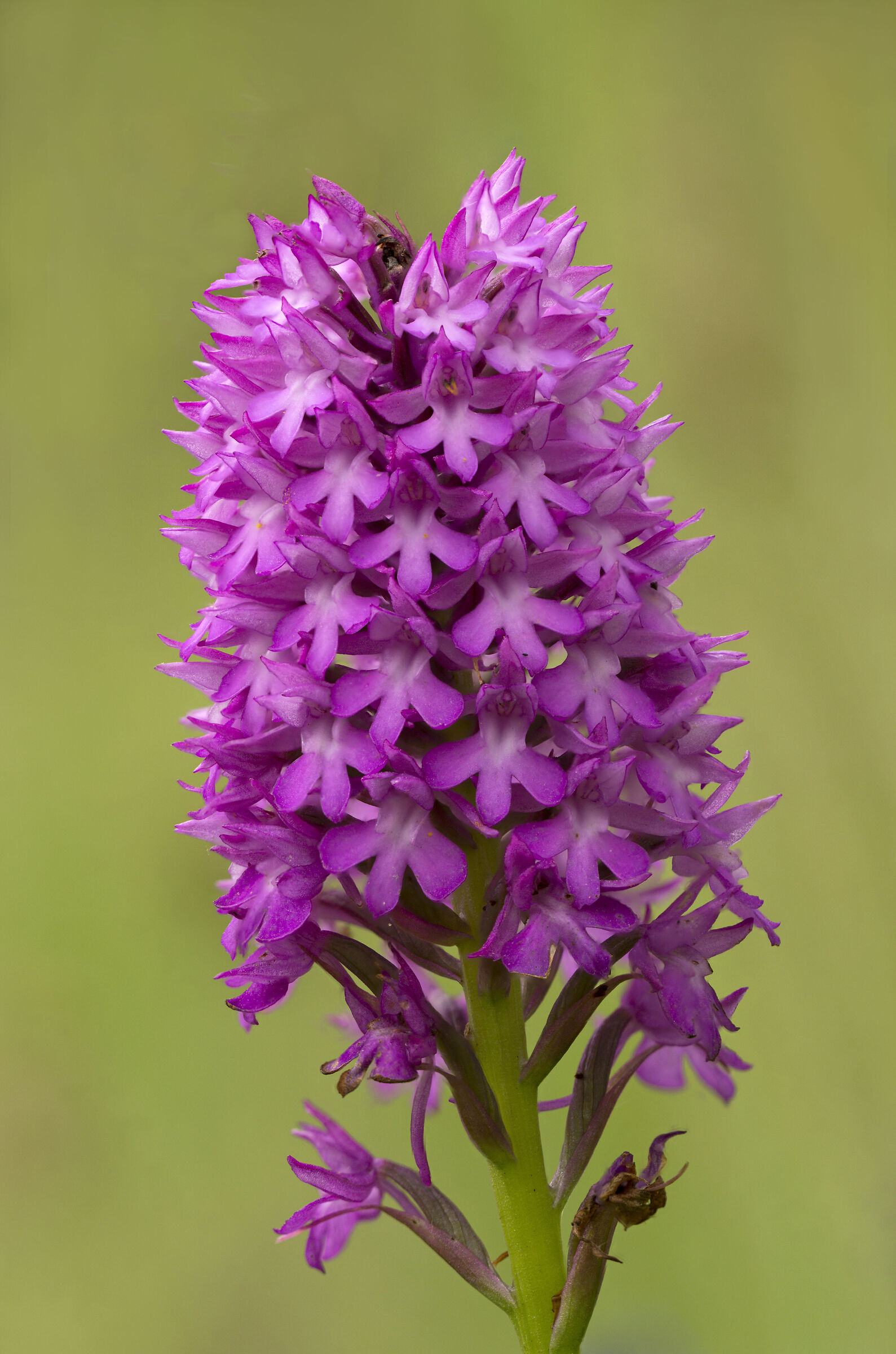 Anacamptis pyramidalis