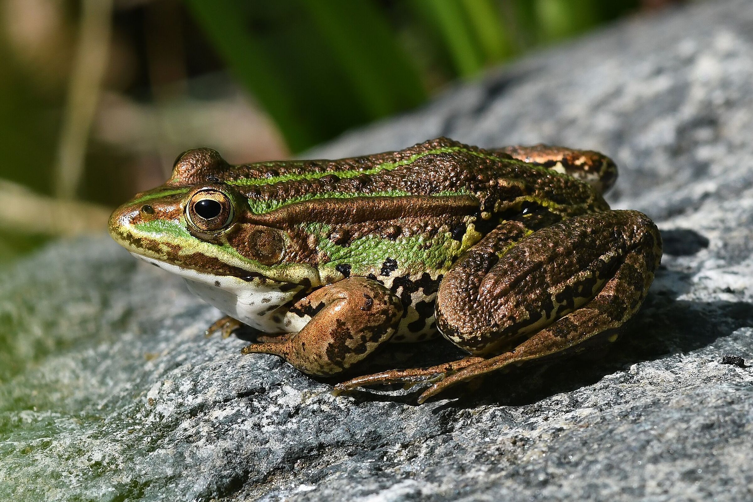 White-bellied Furrow