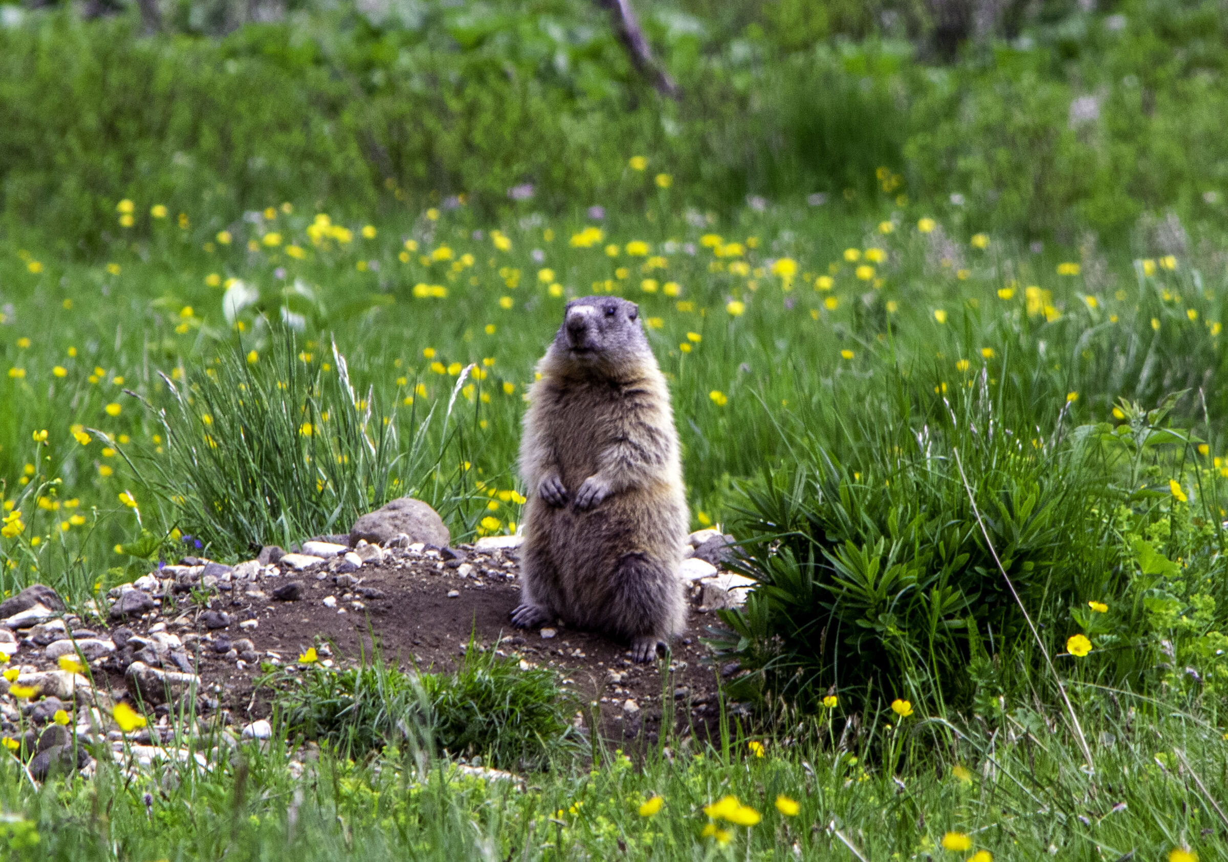 Marmotta