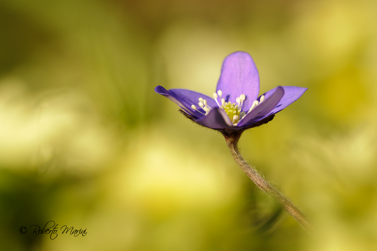 Hepatica a modo mio
