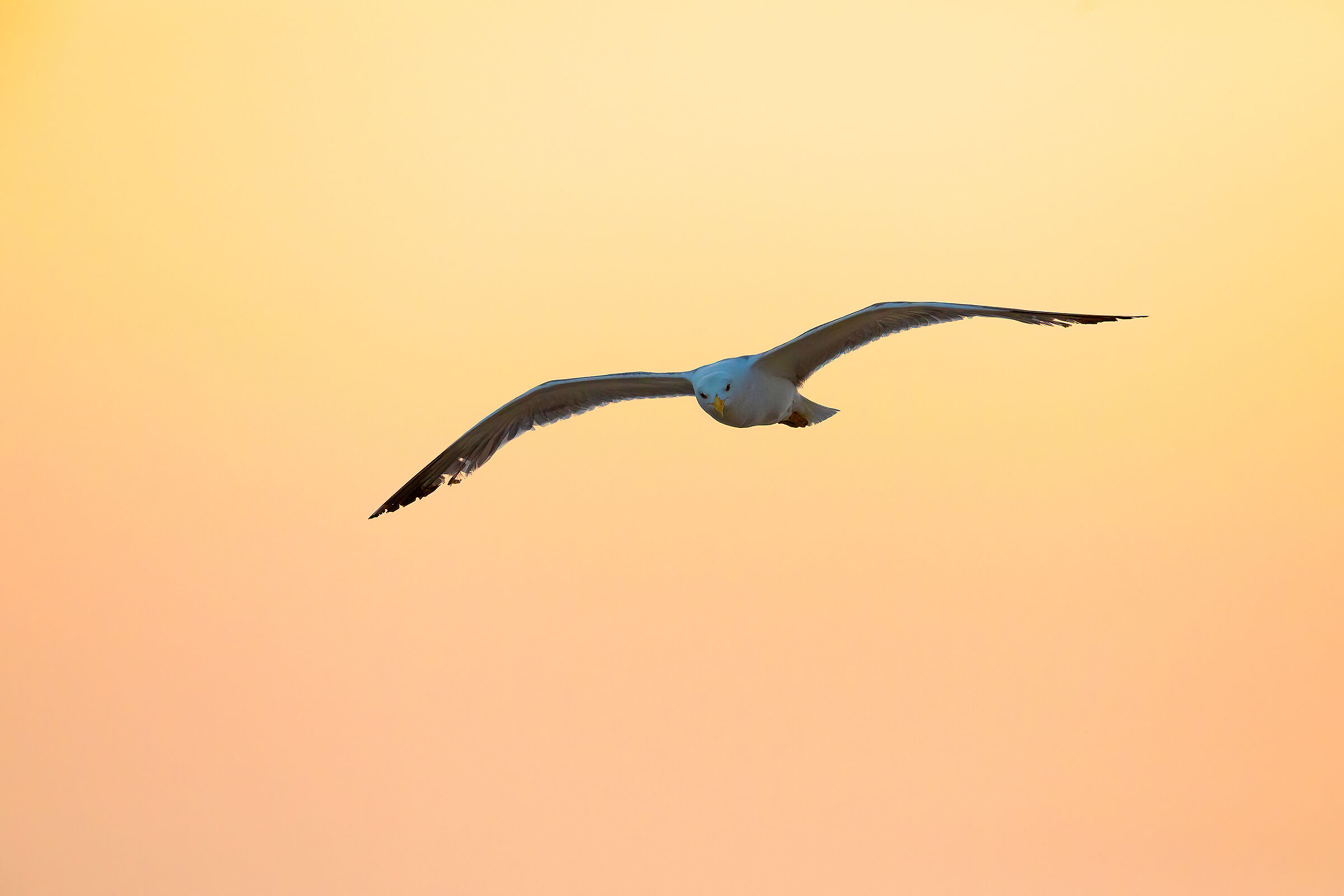 Gabbiano al tramonto