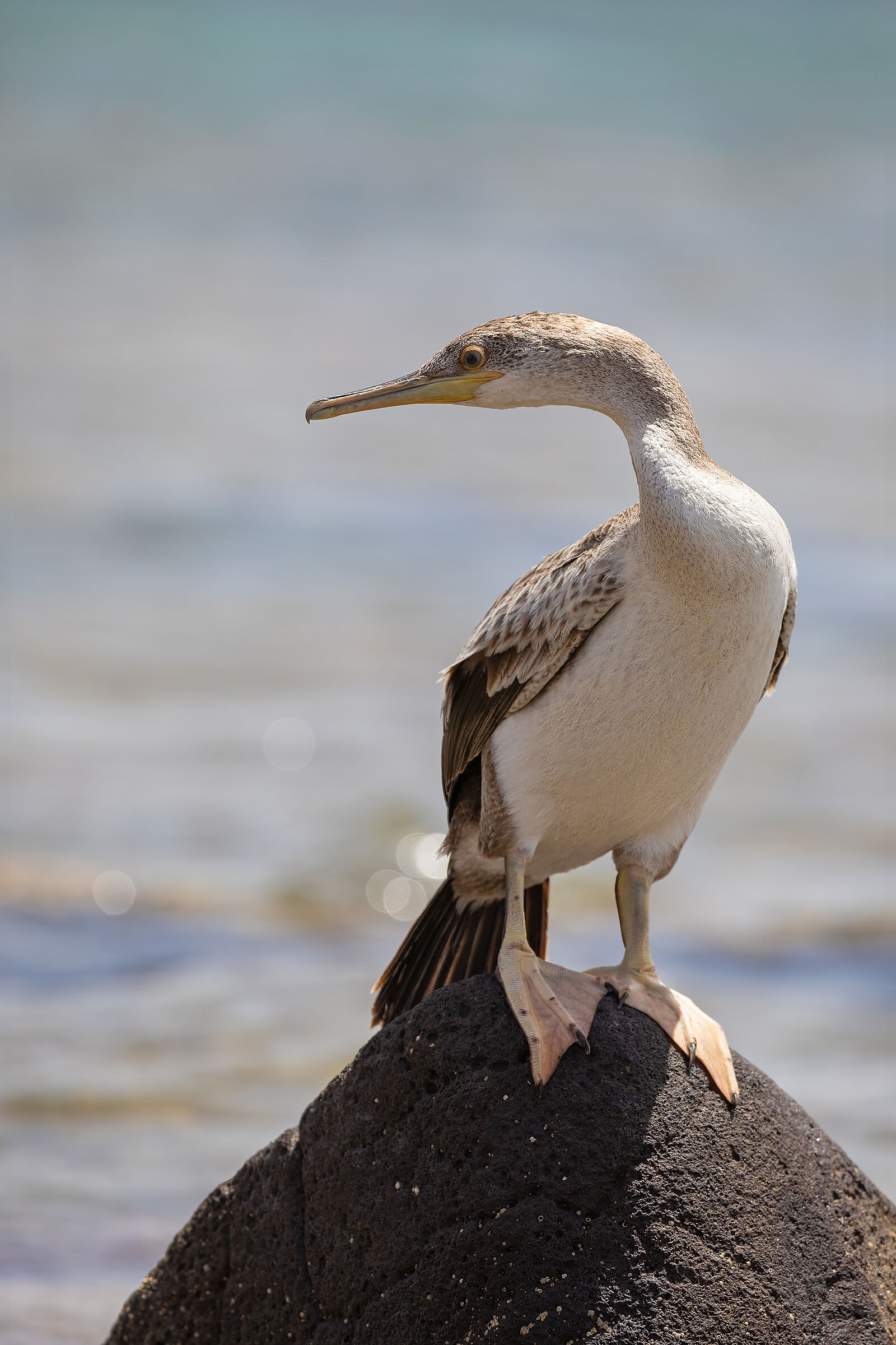 Marangone dal ciuffo