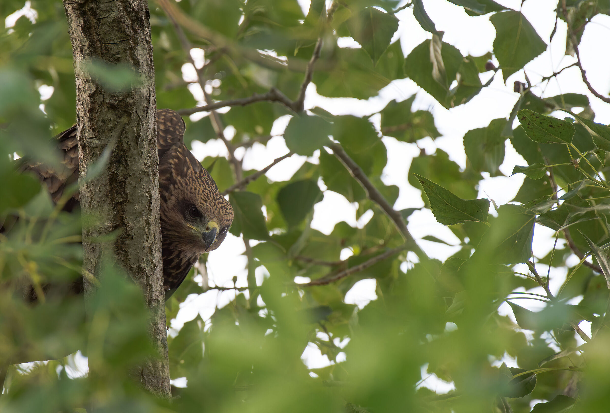 Poiana pronta al decollo