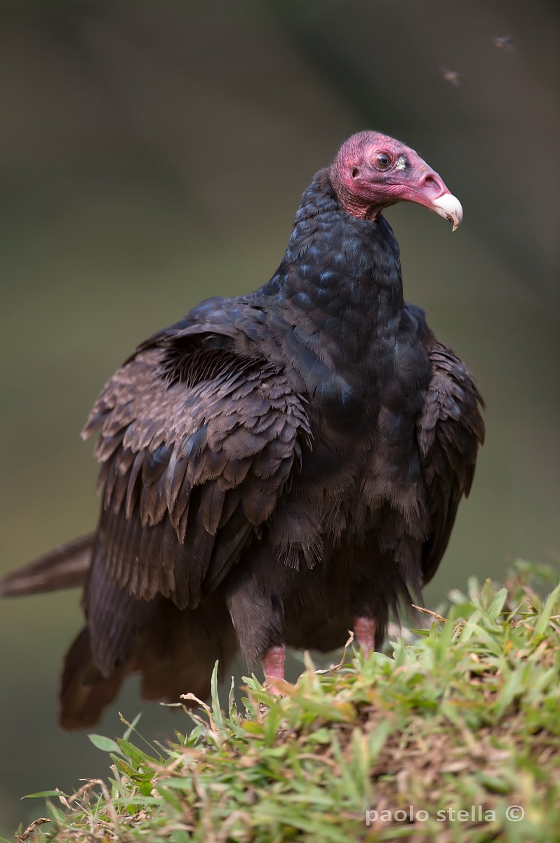 Turkey Vulture