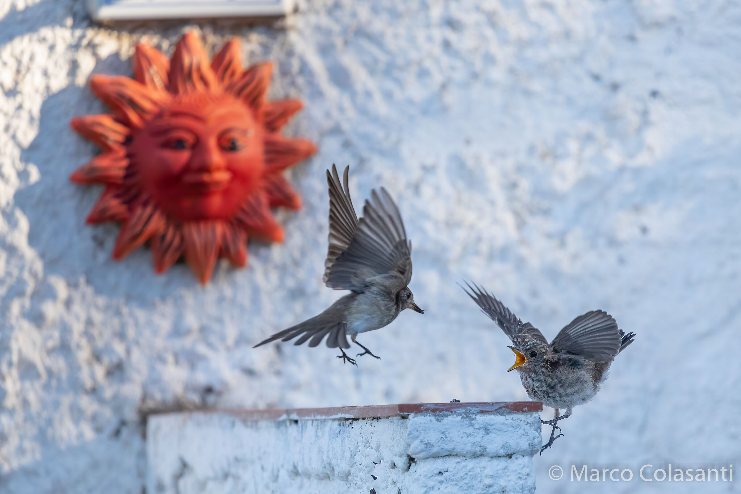 Take to the fly.....