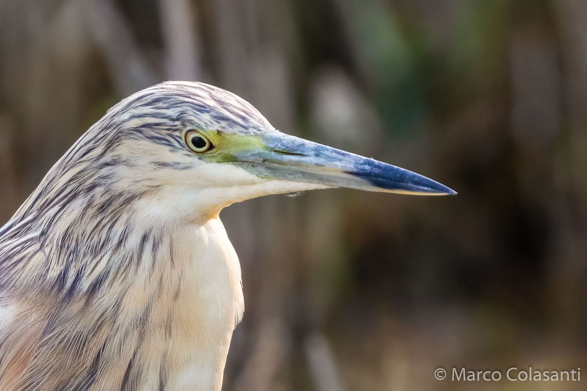 portrait of sgarza tuft