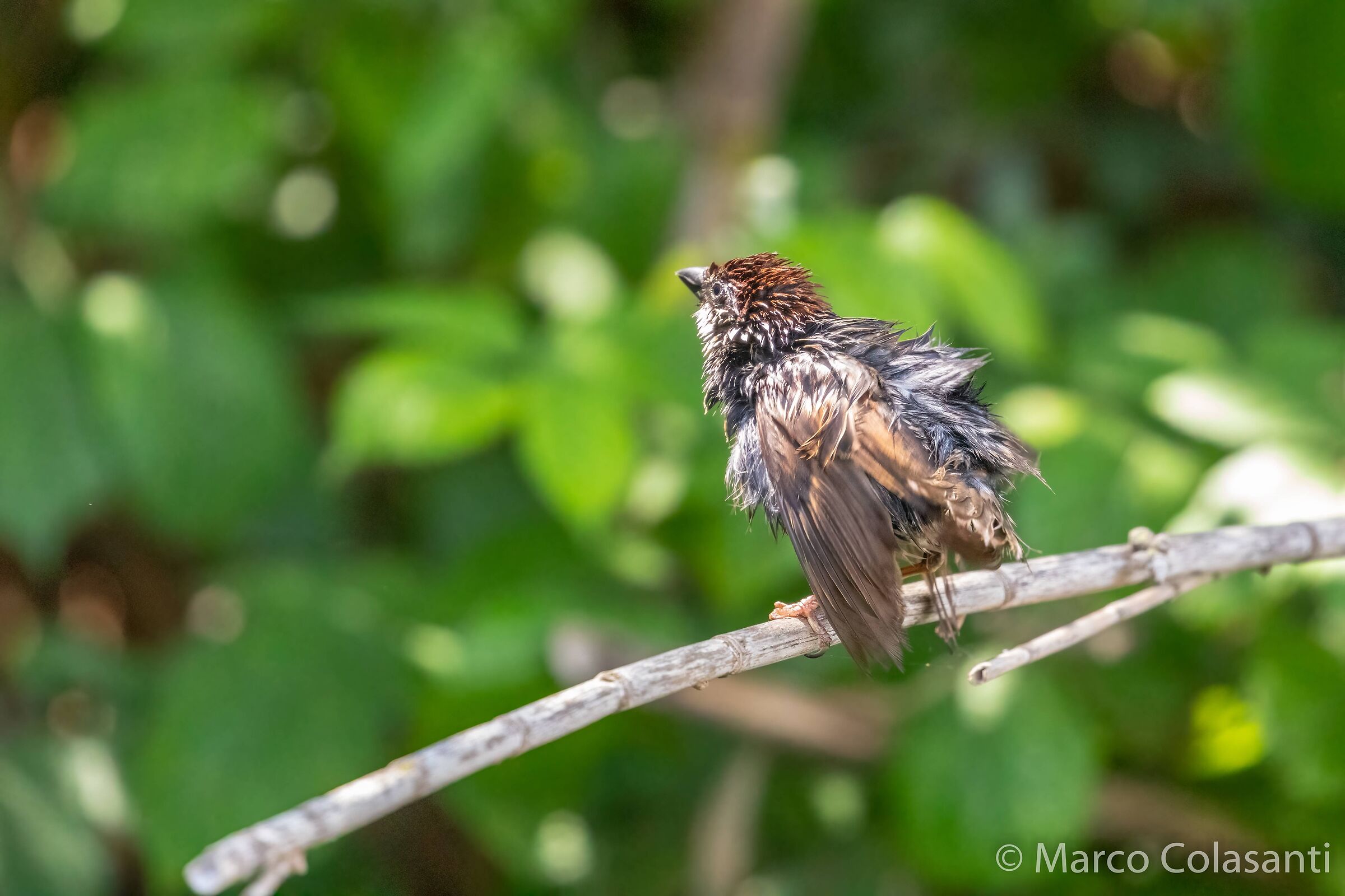 drying after bathing