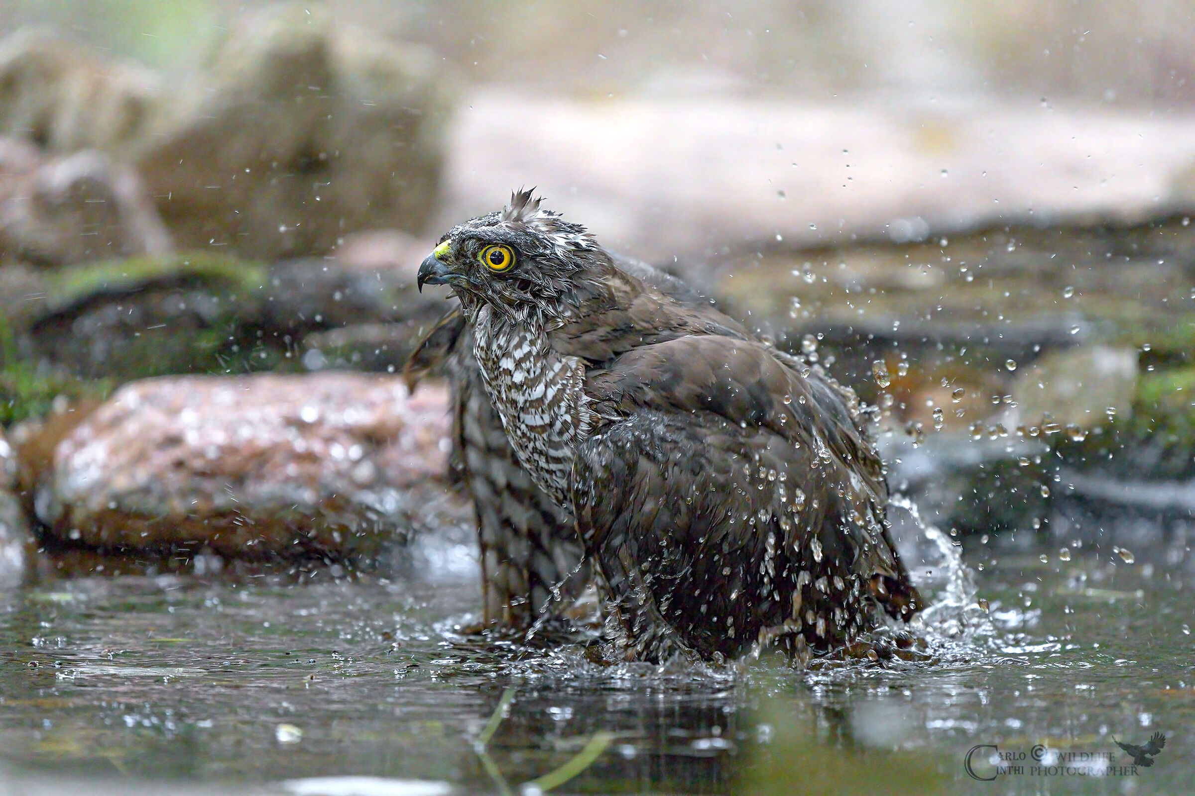Female sparrowhawk