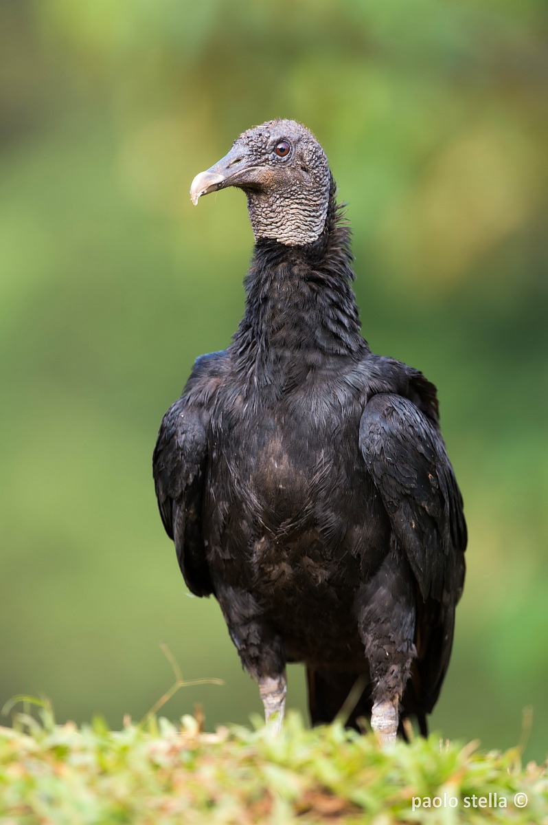 Black Vulture