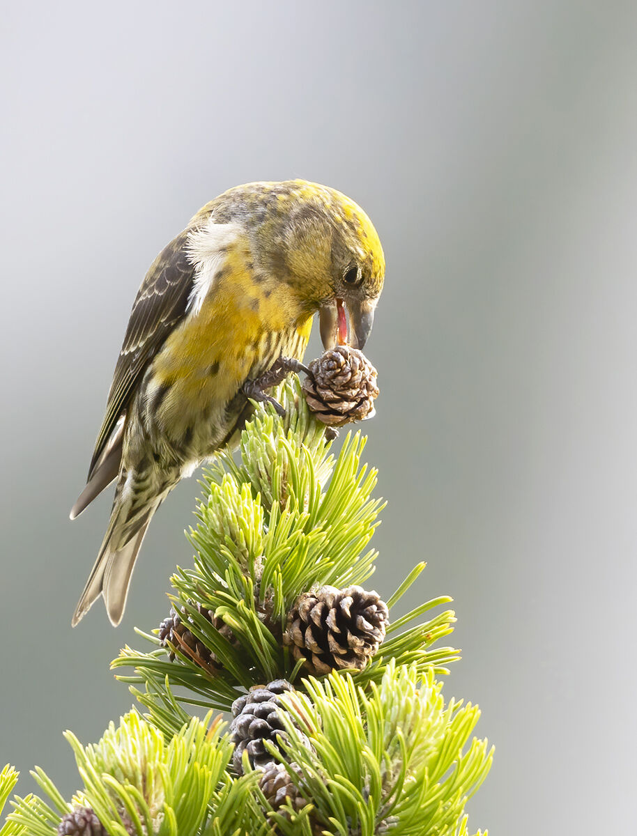 il crociere e la pigna