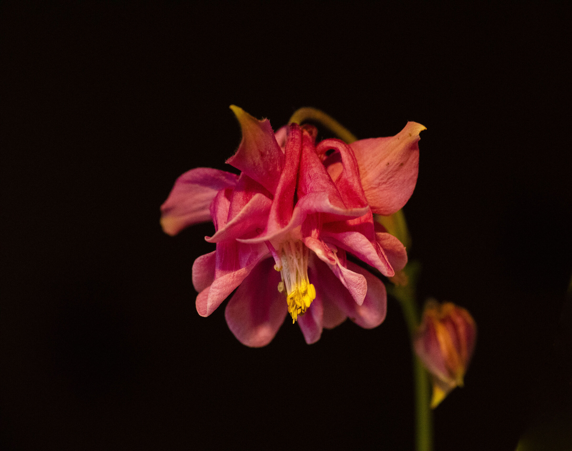 Aquilegia