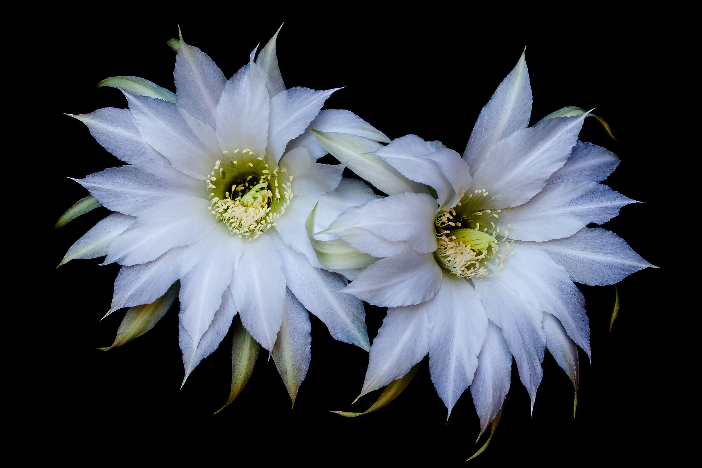 Cactus-fioritura notturna