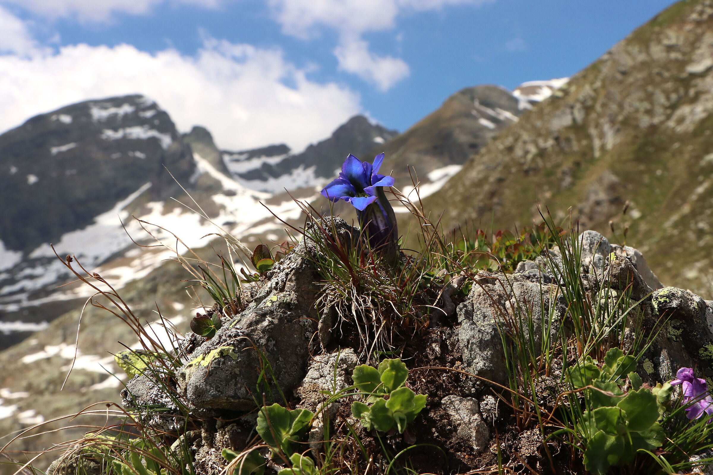 genziane sul Pradella
