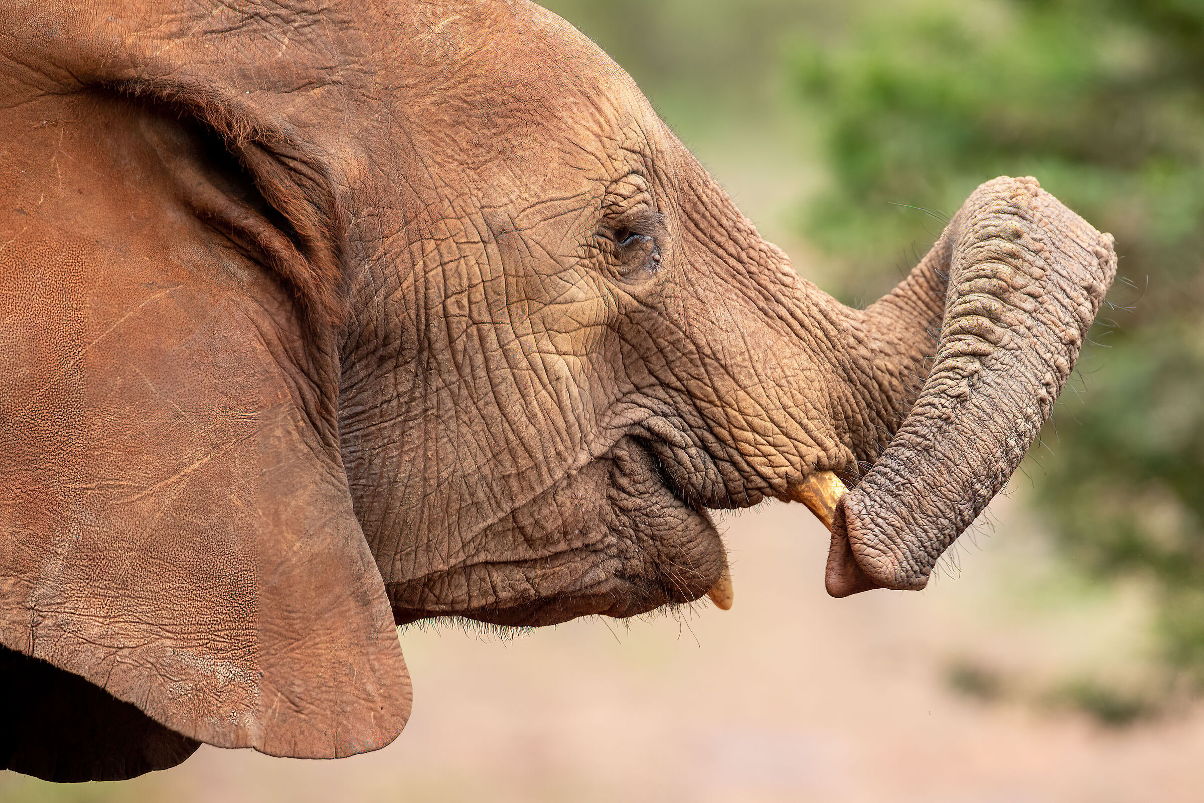 Il piccolo elefante africano